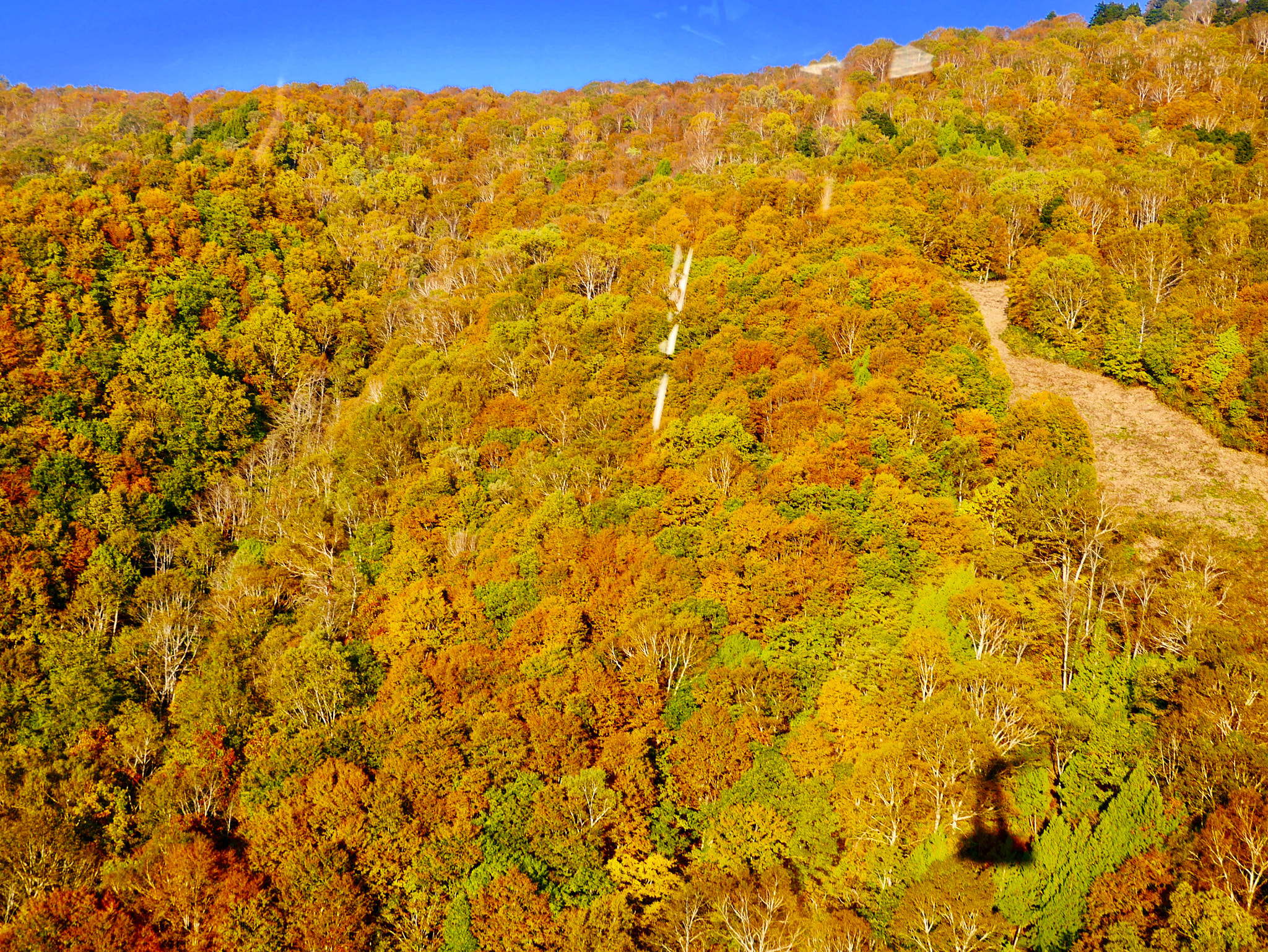 LUMIX G VARIO PZ 14-42/F3.5-5.6 sample photo. Autumn leaves photography