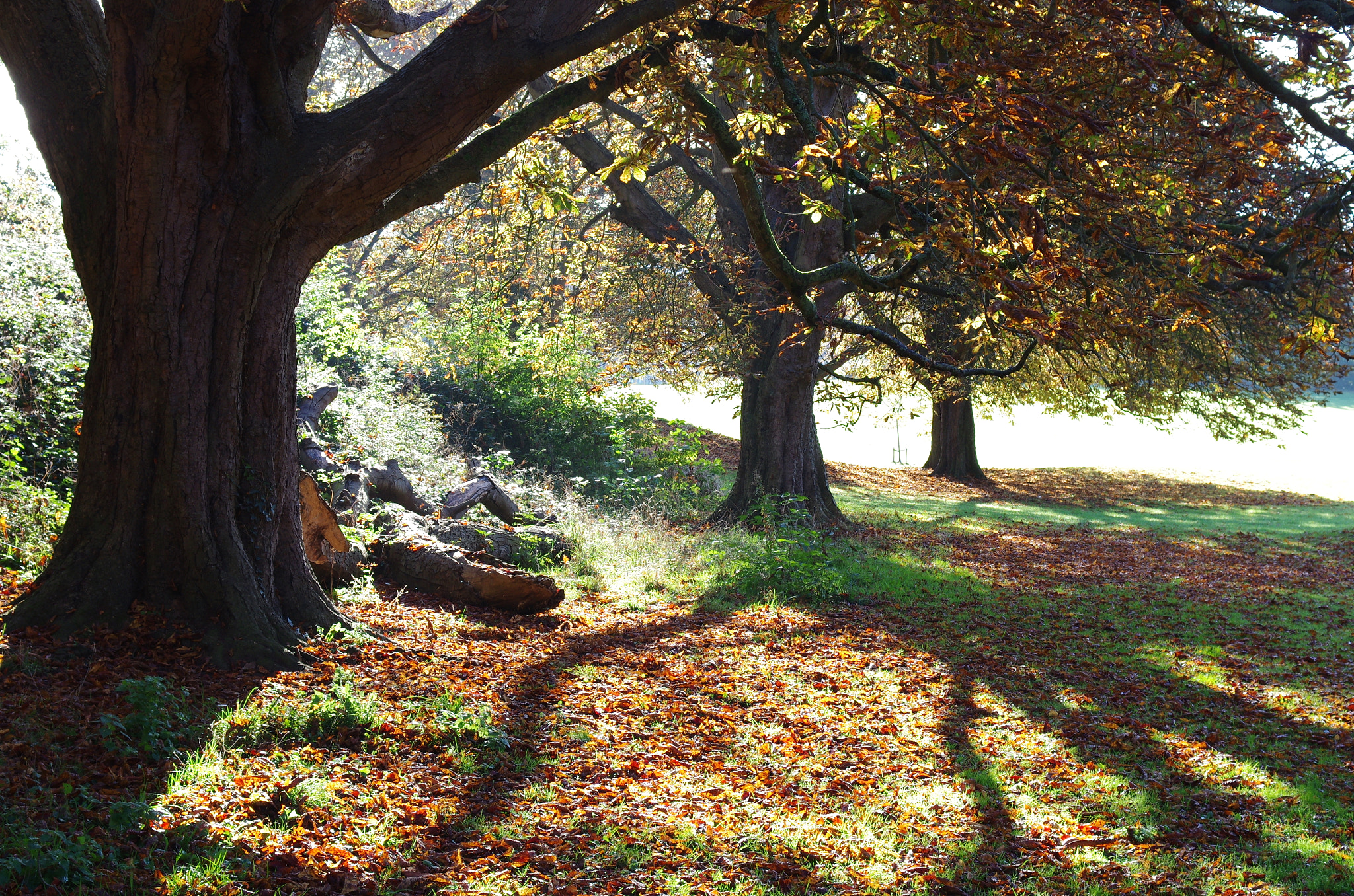 Pentax K-5 sample photo. A snap of the fall photography