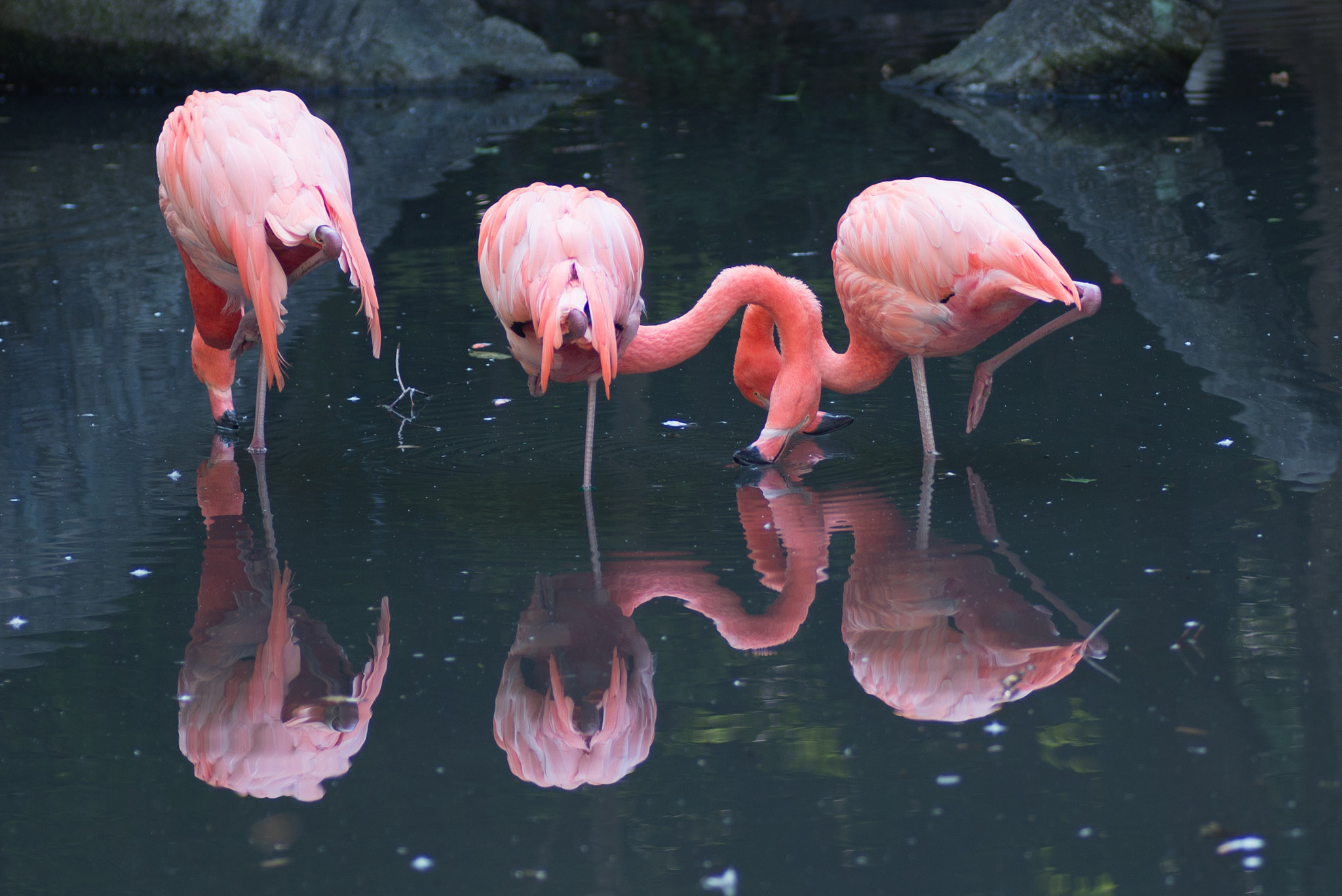 Nikon D600 sample photo. Flamingo photography
