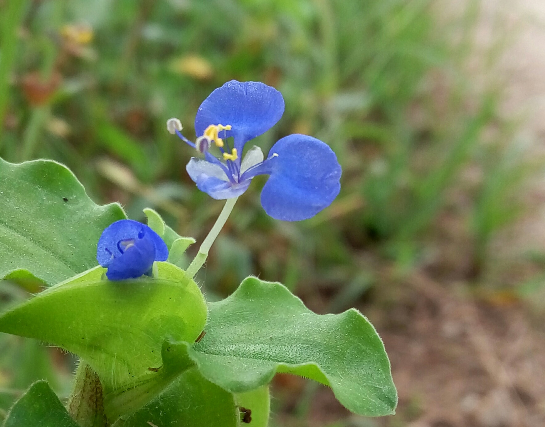 Meizu m1 note sample photo. Blue flower photography