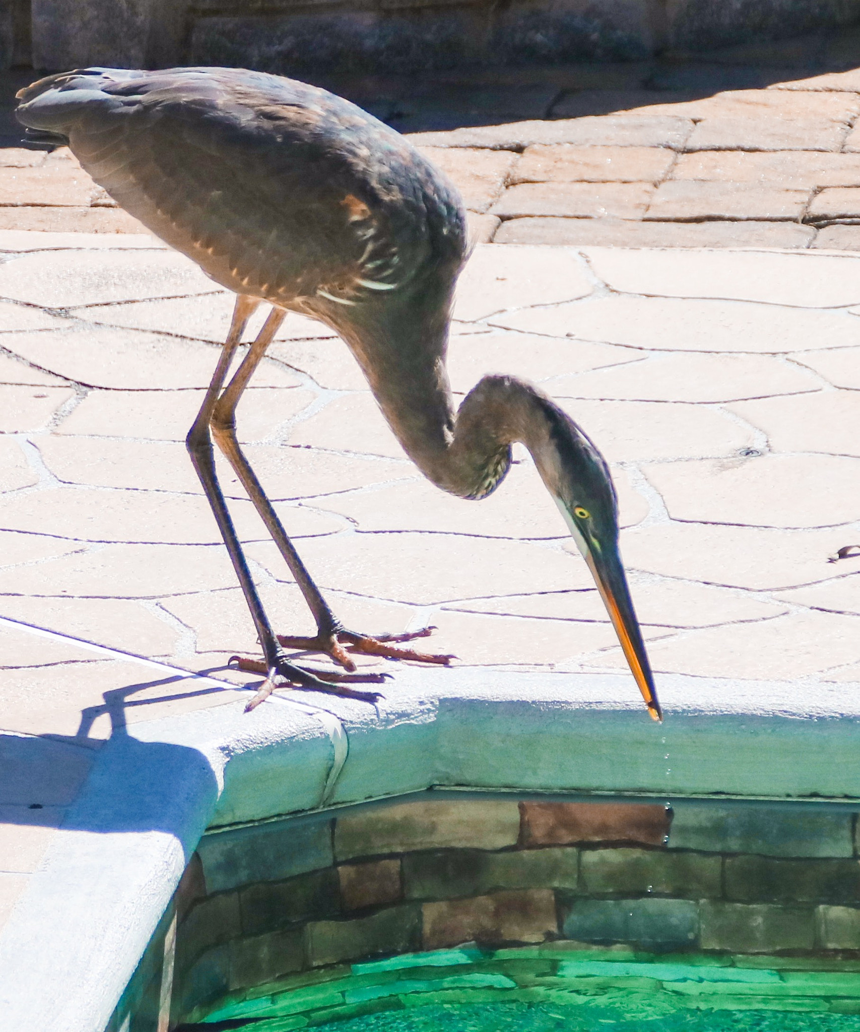 Canon EOS 760D (EOS Rebel T6s / EOS 8000D) + Canon EF 75-300mm F4.0-5.6 IS USM sample photo. Blue heron removes bugs from our pool photography