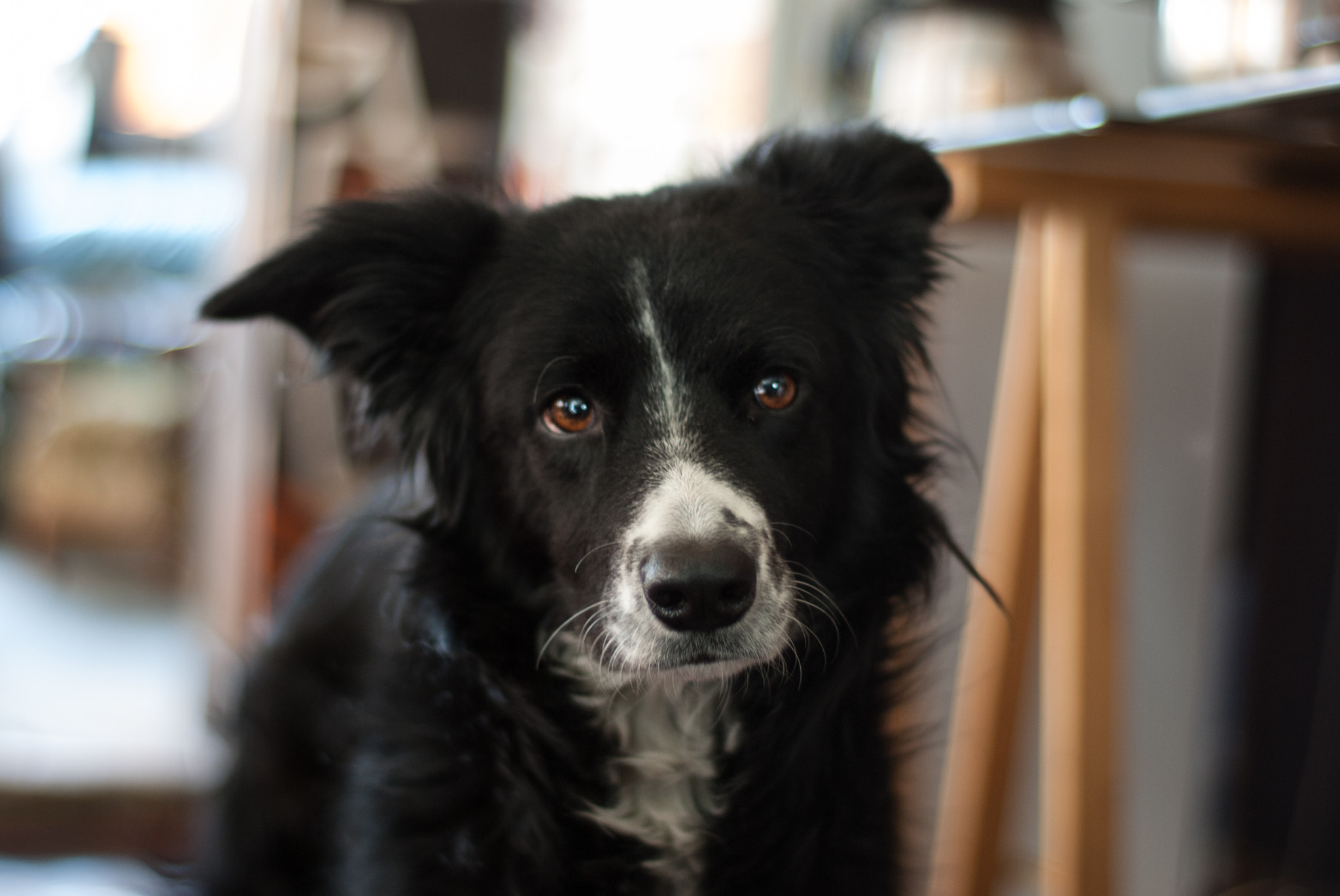 Pentax K10D + smc PENTAX-FA 50mm F1.7 sample photo. Fifi photography
