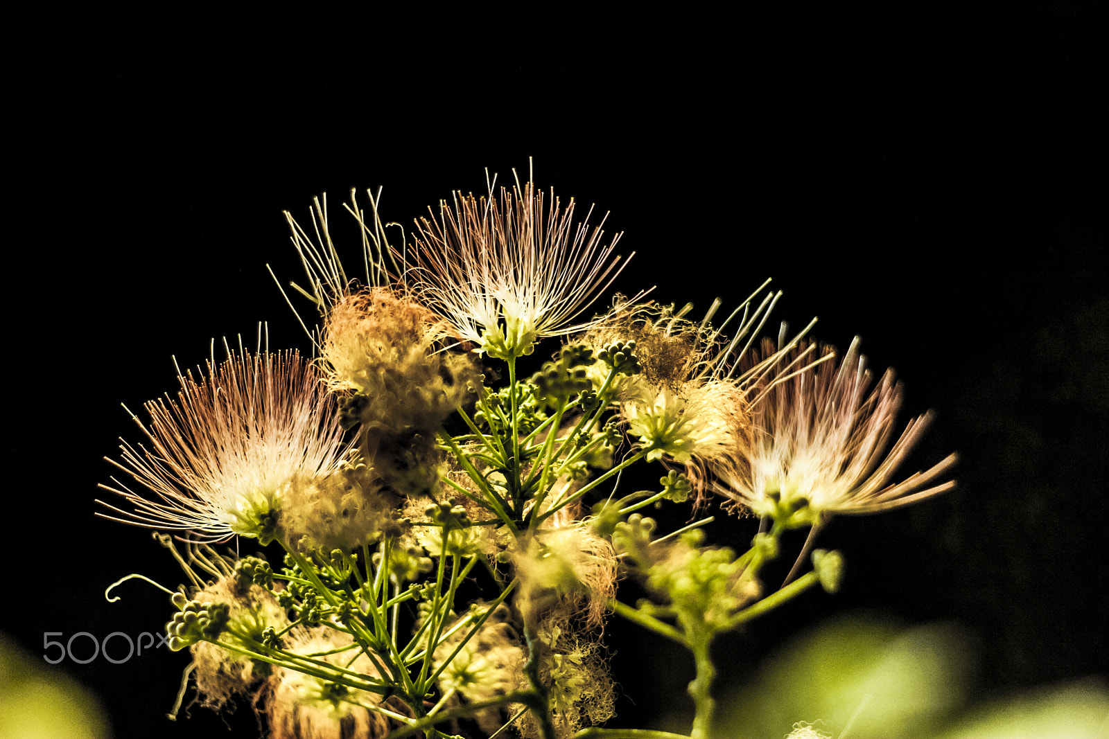 Canon EOS 30D + Canon EF 50mm F1.8 II sample photo. Albizia photography