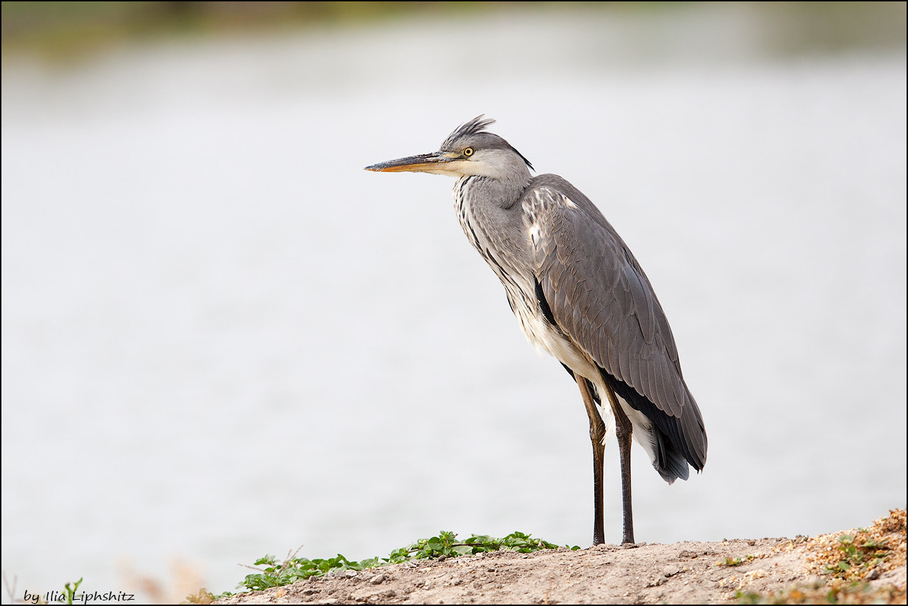 Canon EOS-1D Mark III sample photo. Grey heron photography