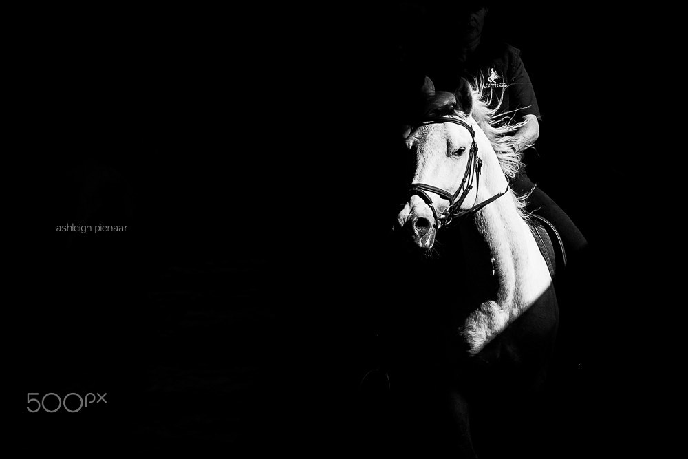 Canon EF 70-200mm F2.8L USM sample photo. White stallion photography