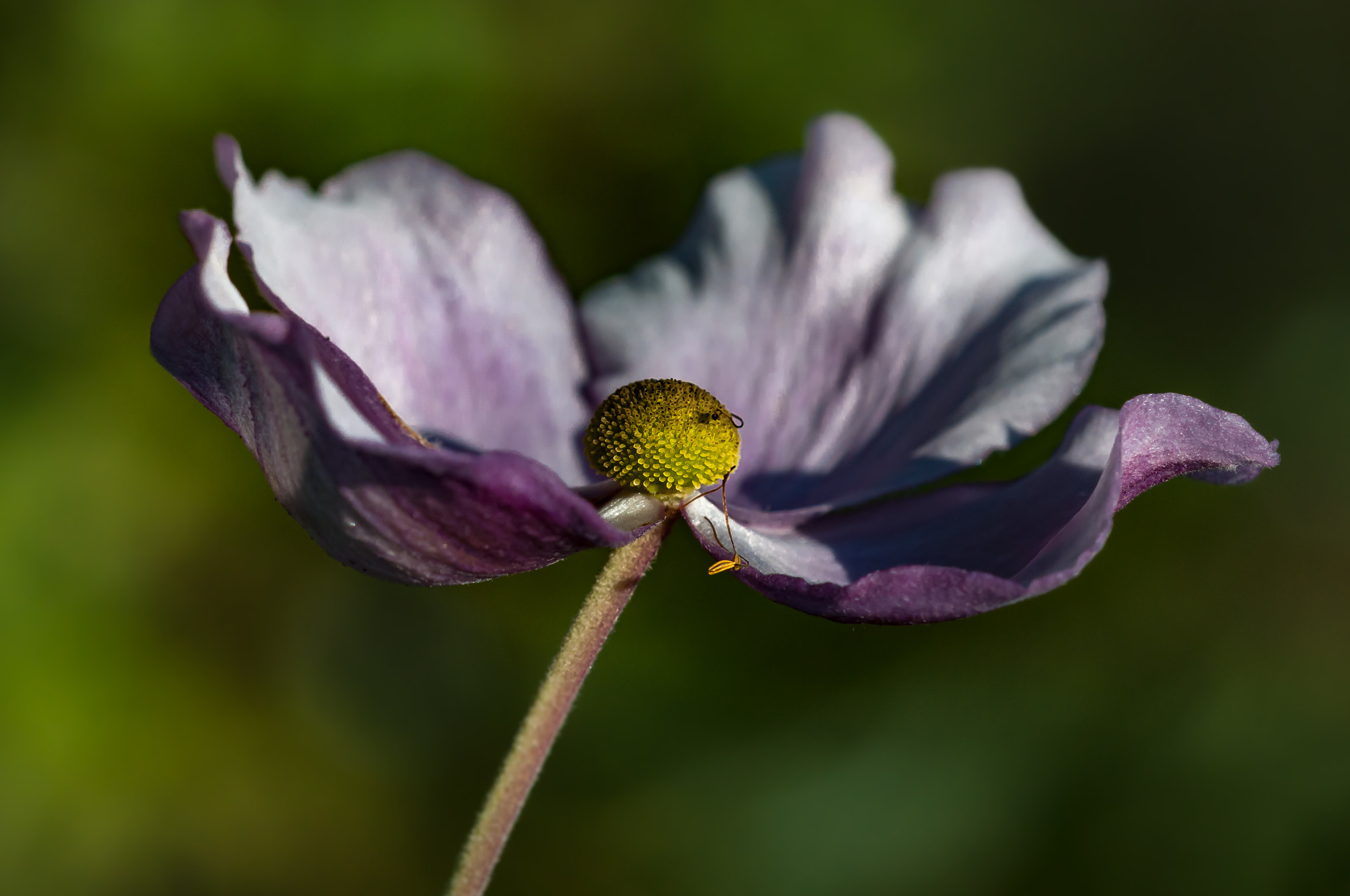 Sigma 105mm F2.8 EX DG OS HSM sample photo. Last autumn anemone photography