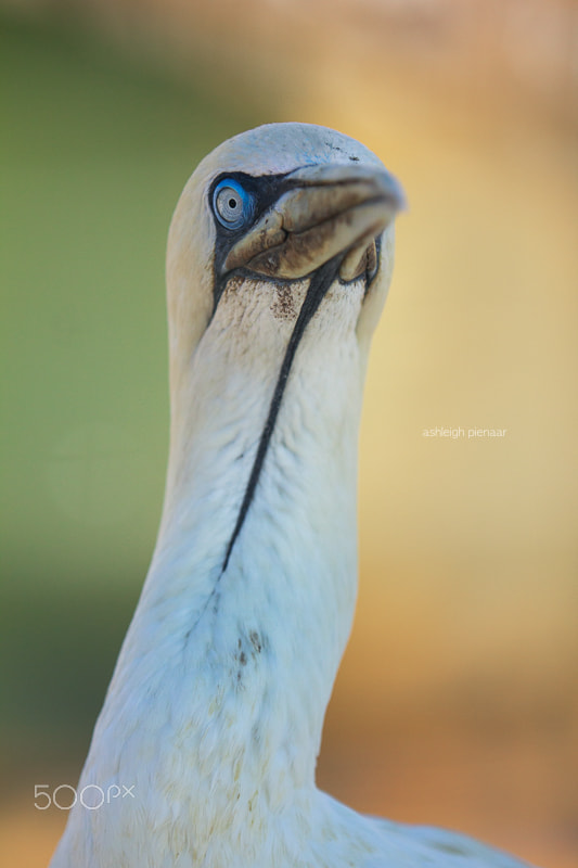 Canon EF 70-200mm F2.8L USM sample photo. Cape gannet photography