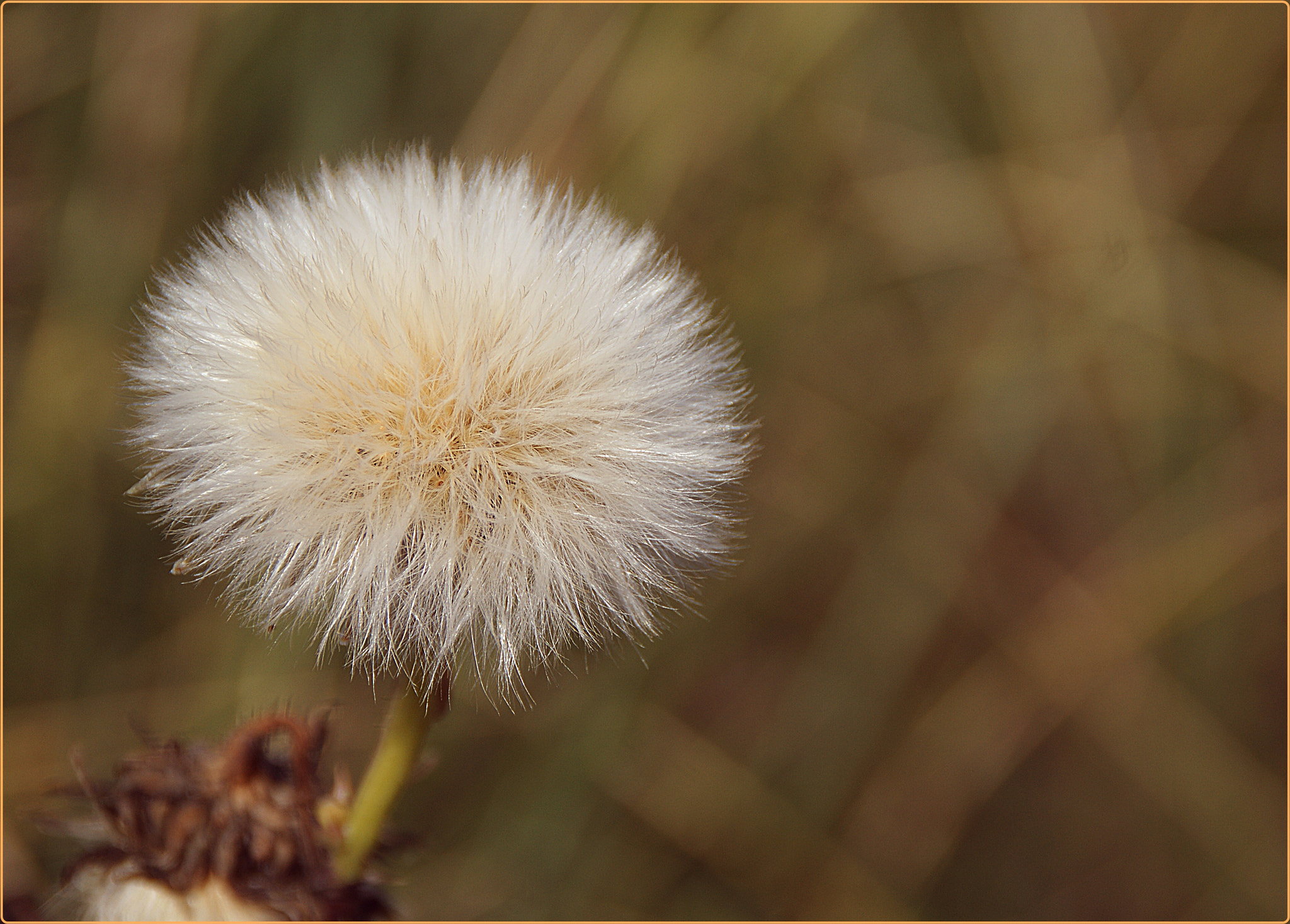 Sony Alpha DSLR-A290 sample photo. Autumn colors photography