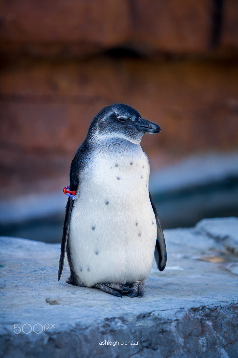 Canon EF 70-200mm F2.8L USM sample photo. Penguin repose photography