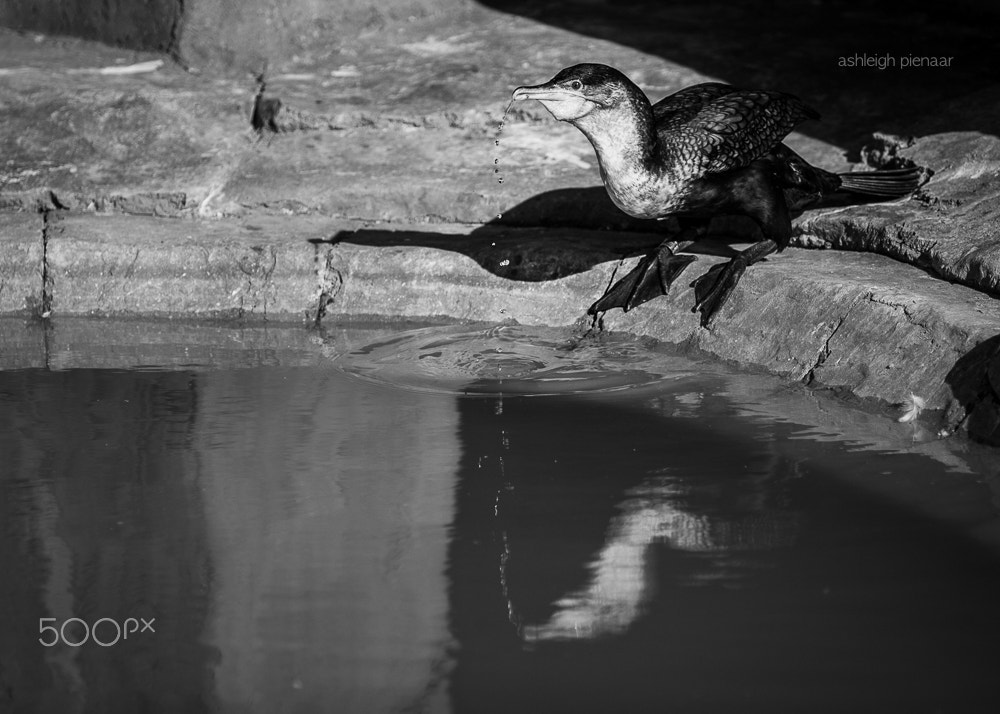 Canon EF 70-200mm F2.8L USM sample photo. Cormorant2 photography