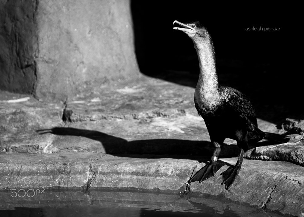 Canon EF 70-200mm F2.8L USM sample photo. Cormorant1 photography