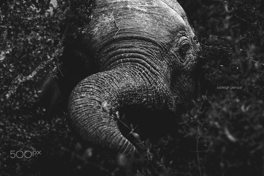 Canon EF 70-200mm F2.8L USM sample photo. The grande dame of the bush photography