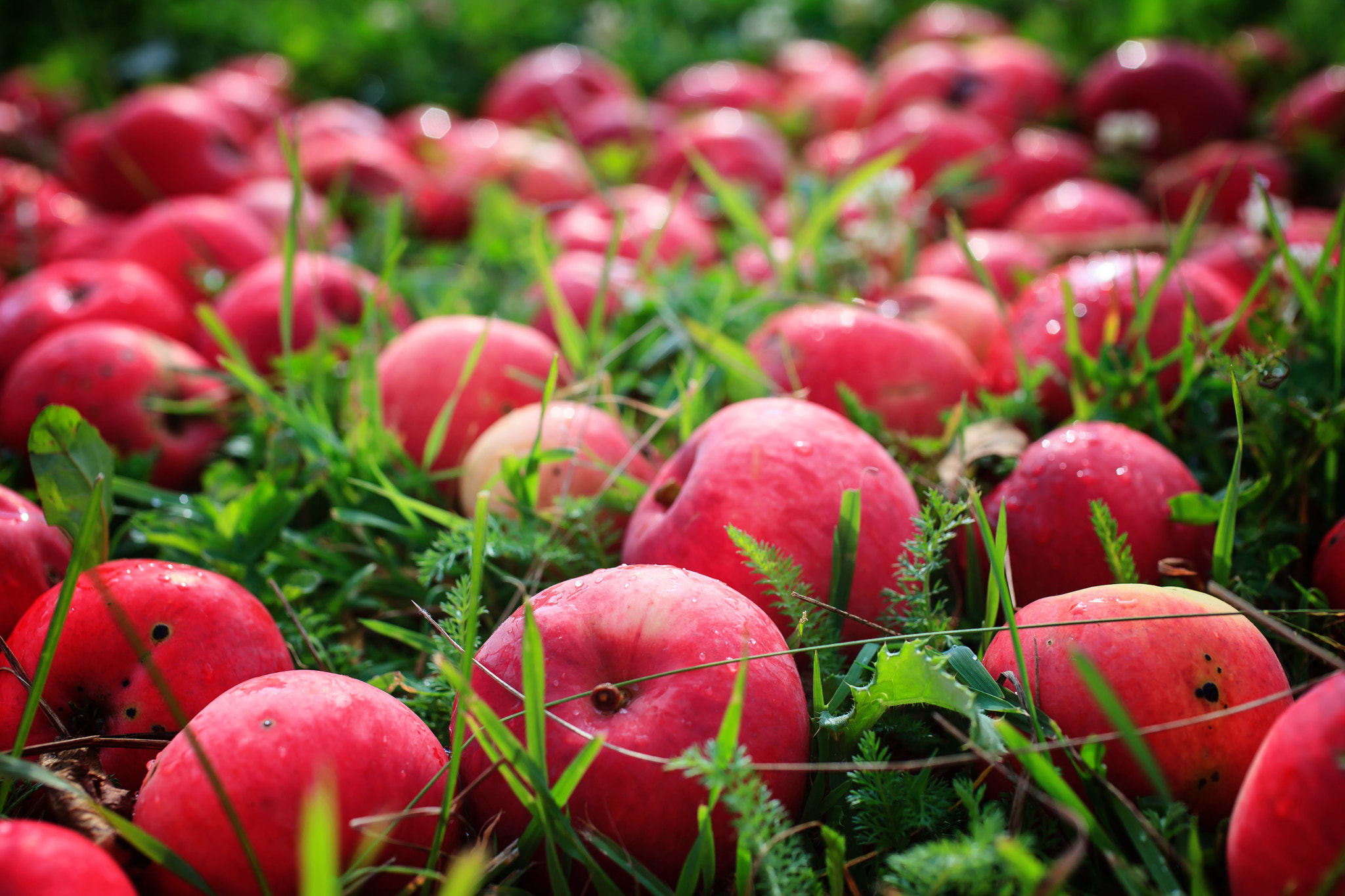 Canon EF 50mm F2.5 Macro sample photo. Red apples on the green grave photography