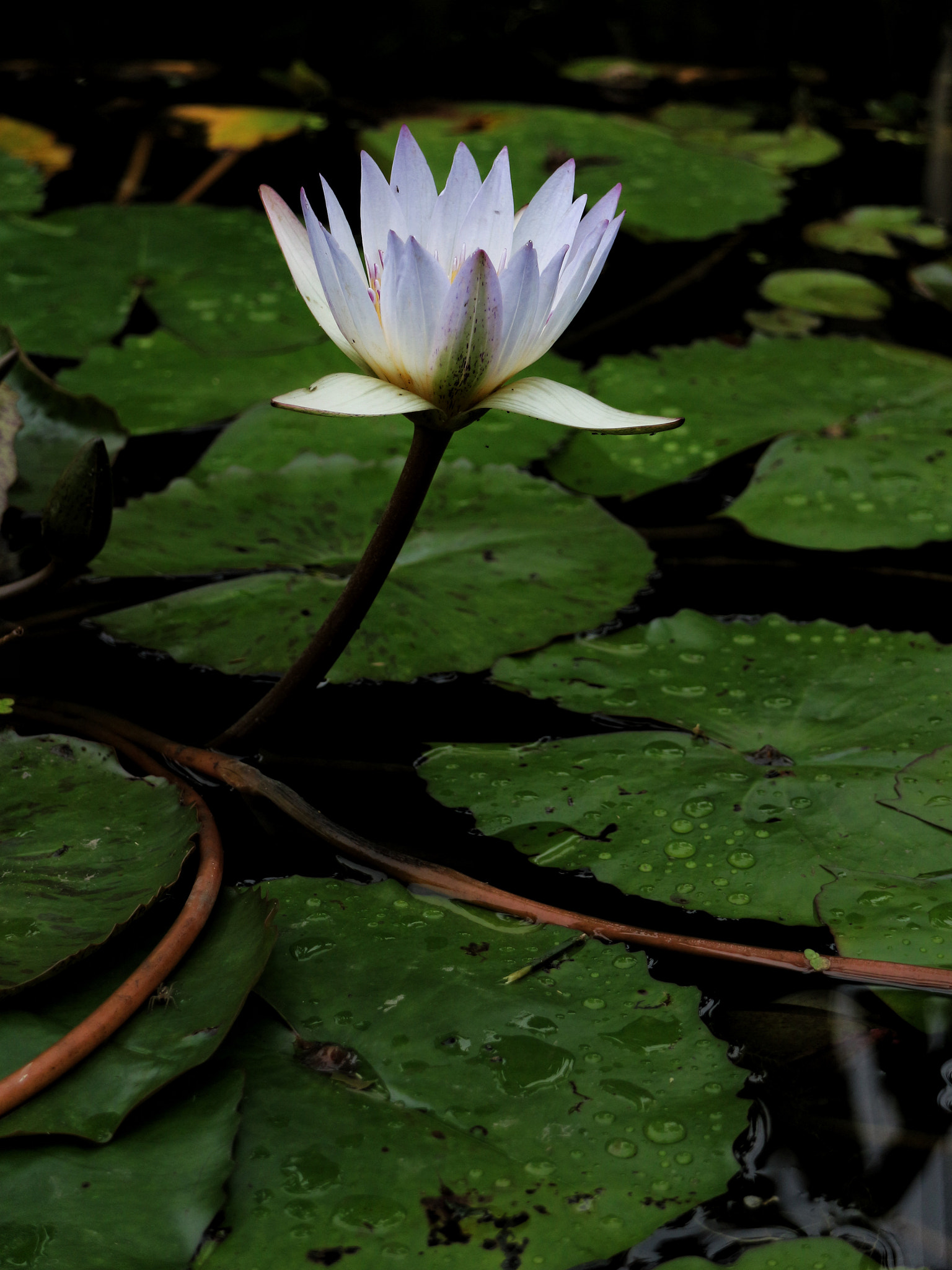 Canon EF-M 18-55mm F3.5-5.6 IS STM sample photo. 碧荷生幽泉，朝日艳且鲜。秋花冒绿水，密叶罗青烟。秀色粉绝世，馨香谁为传？坐看飞霜满，凋此红芳年。  photography