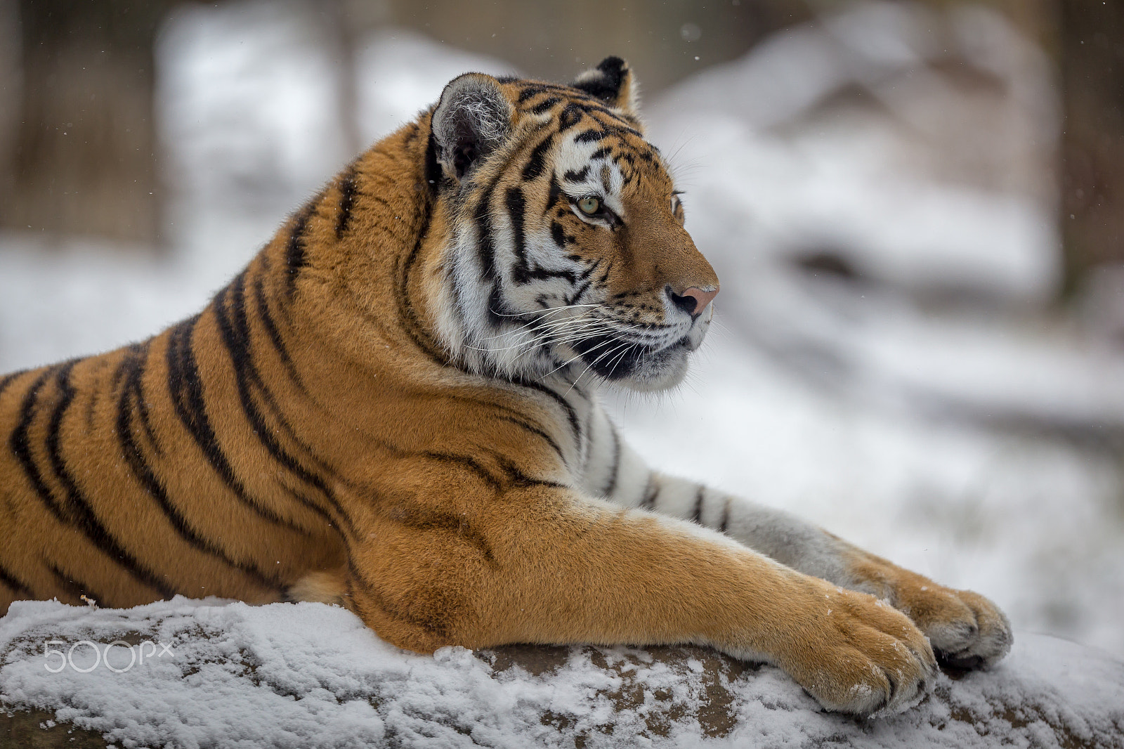 Canon EOS 6D + Canon EF 200mm F2L IS USM sample photo. Amur (siberian) tiger photography