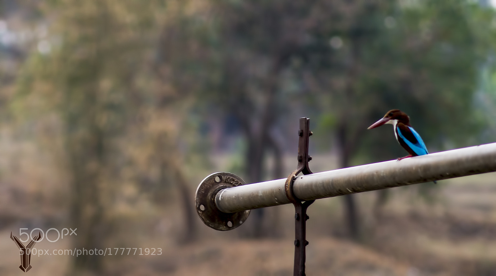 Sony SLT-A58 sample photo. Kingfisher photography