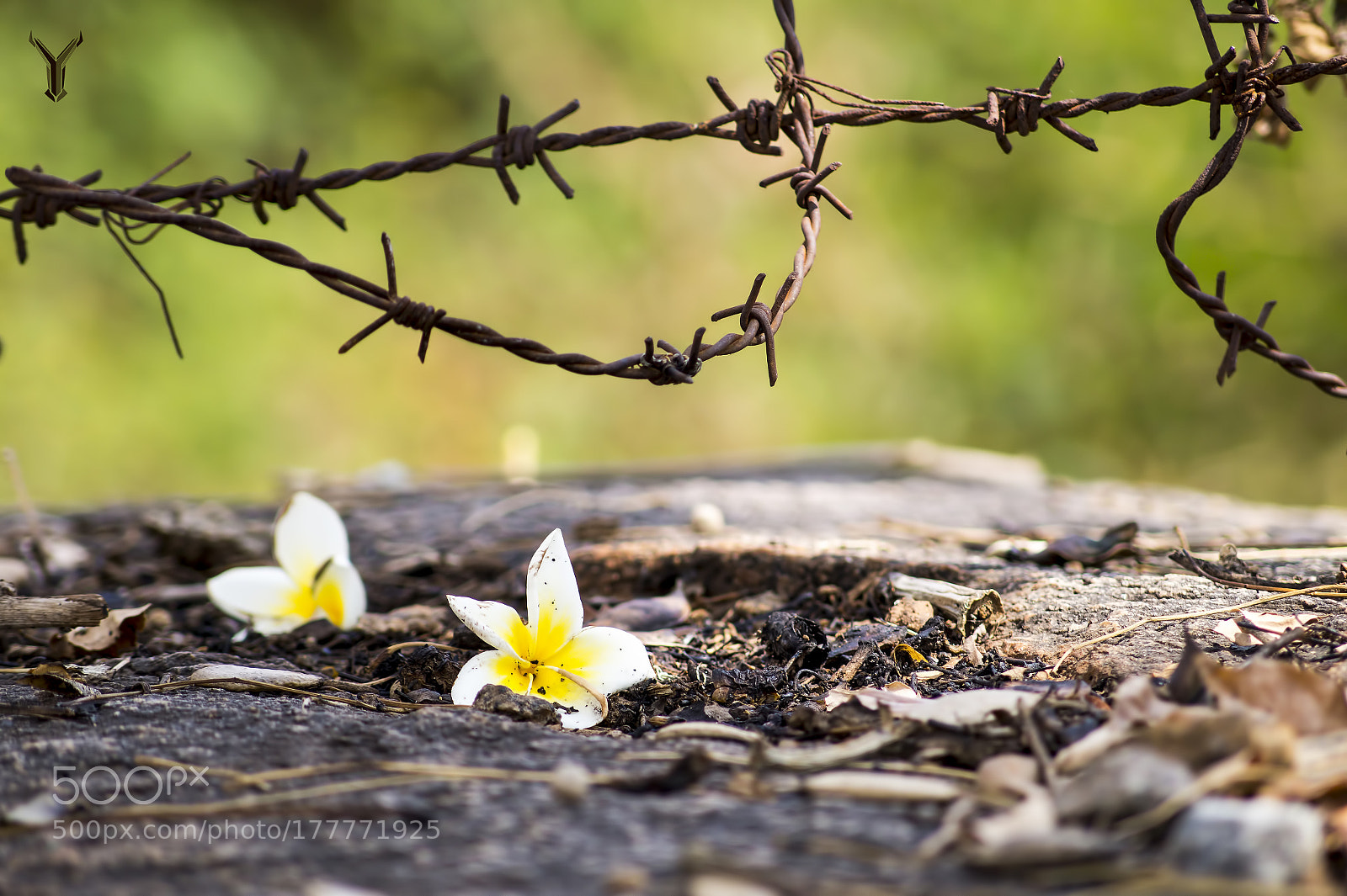 Sony SLT-A58 sample photo. Flower and thorn! photography