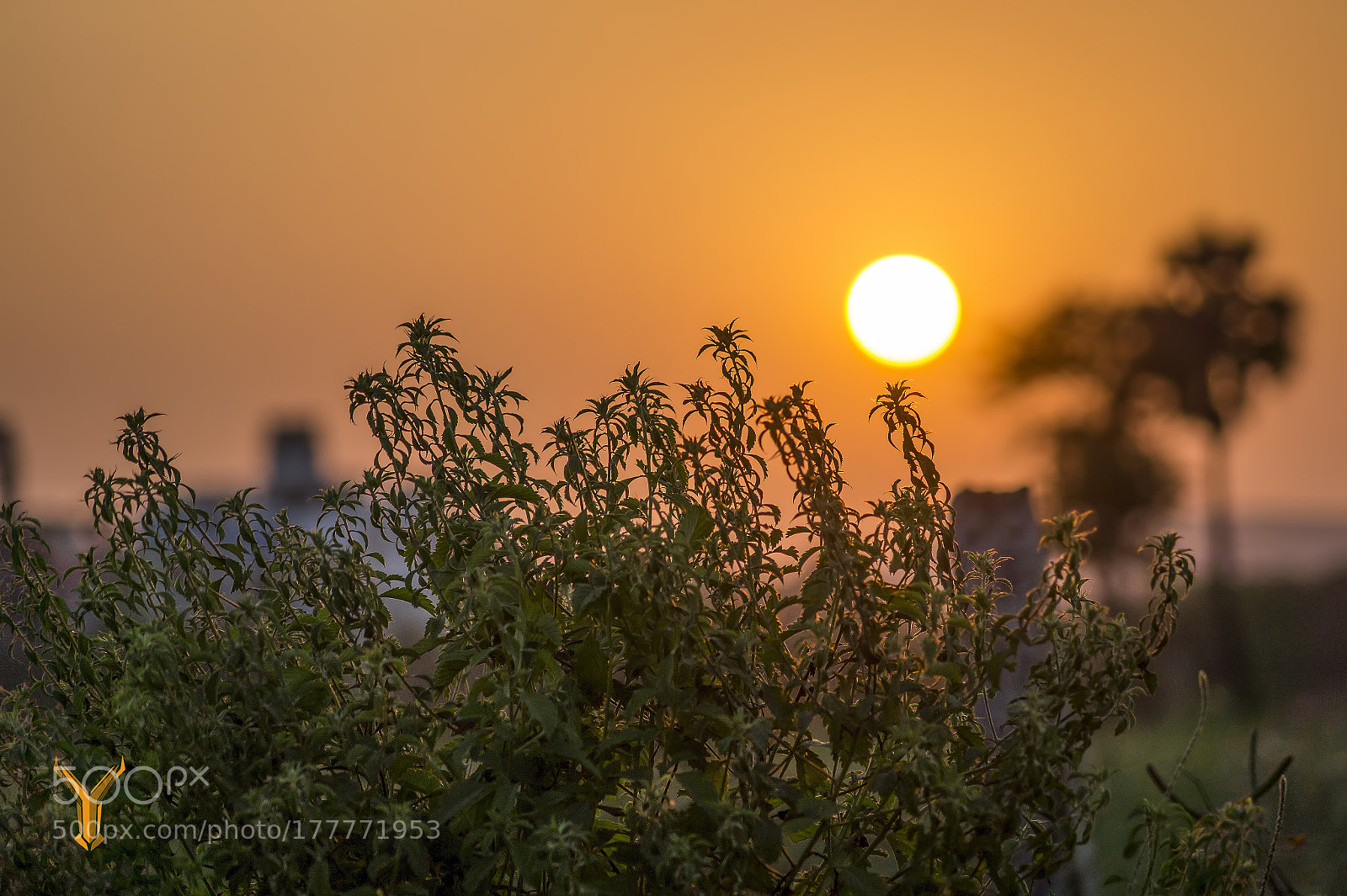 Sony SLT-A58 sample photo. Sunset photography