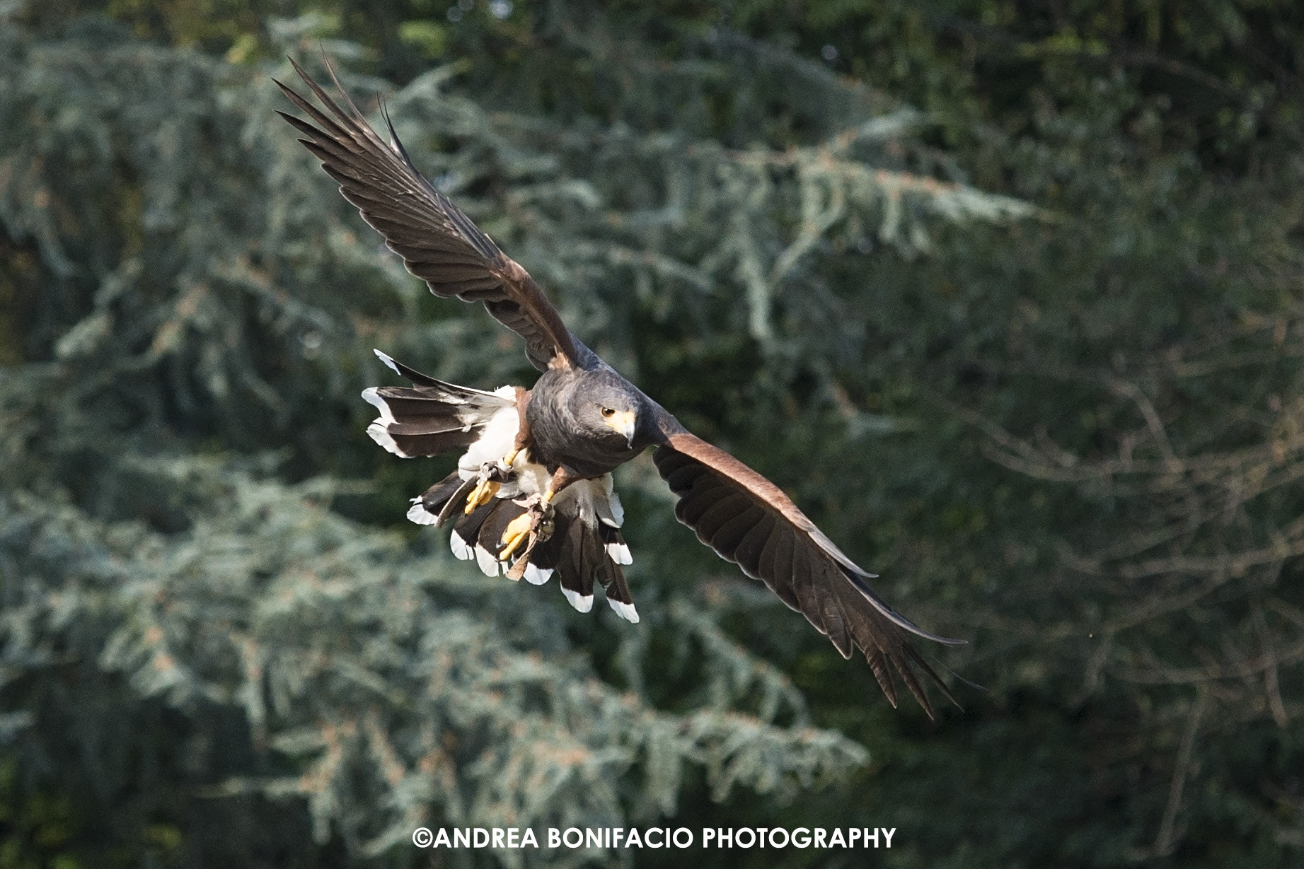 Sigma 70-200mm F2.8 EX DG Macro HSM II sample photo. In volo photography