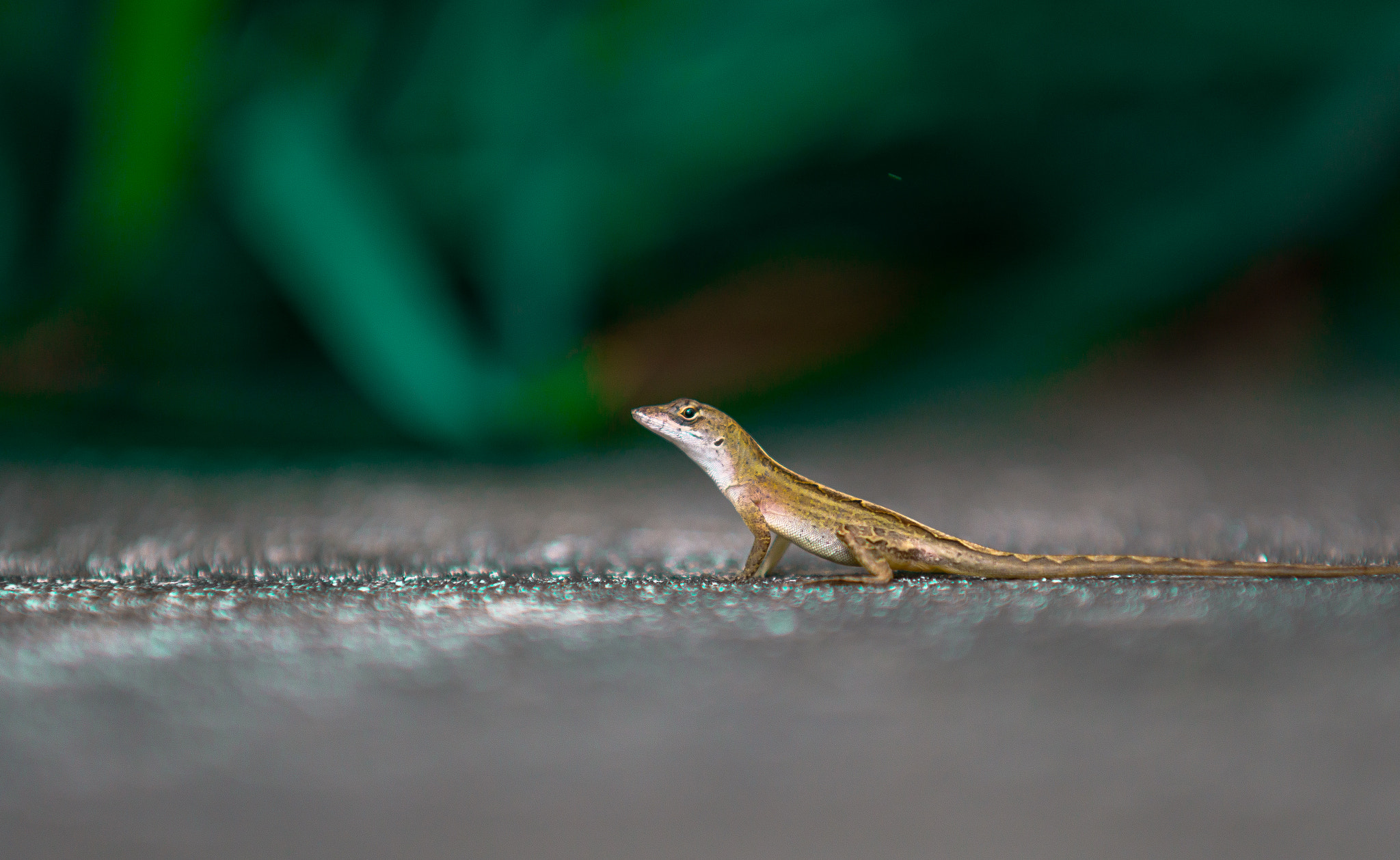 Sony a99 II + Minolta/Sony AF 70-200mm F2.8 G sample photo. Dsc photography