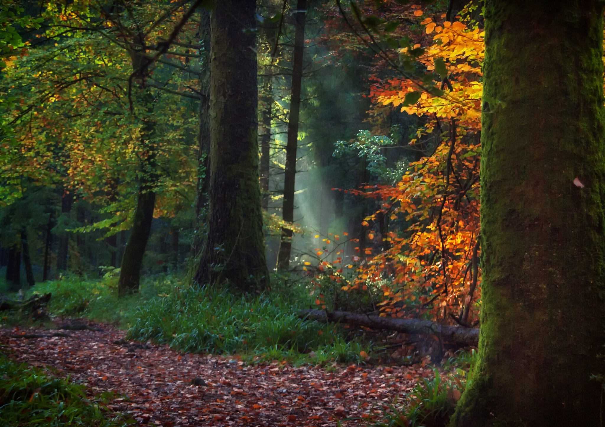 Nikon D60 + Sigma 18-200mm F3.5-6.3 DC OS HSM sample photo. Irish autumn photography