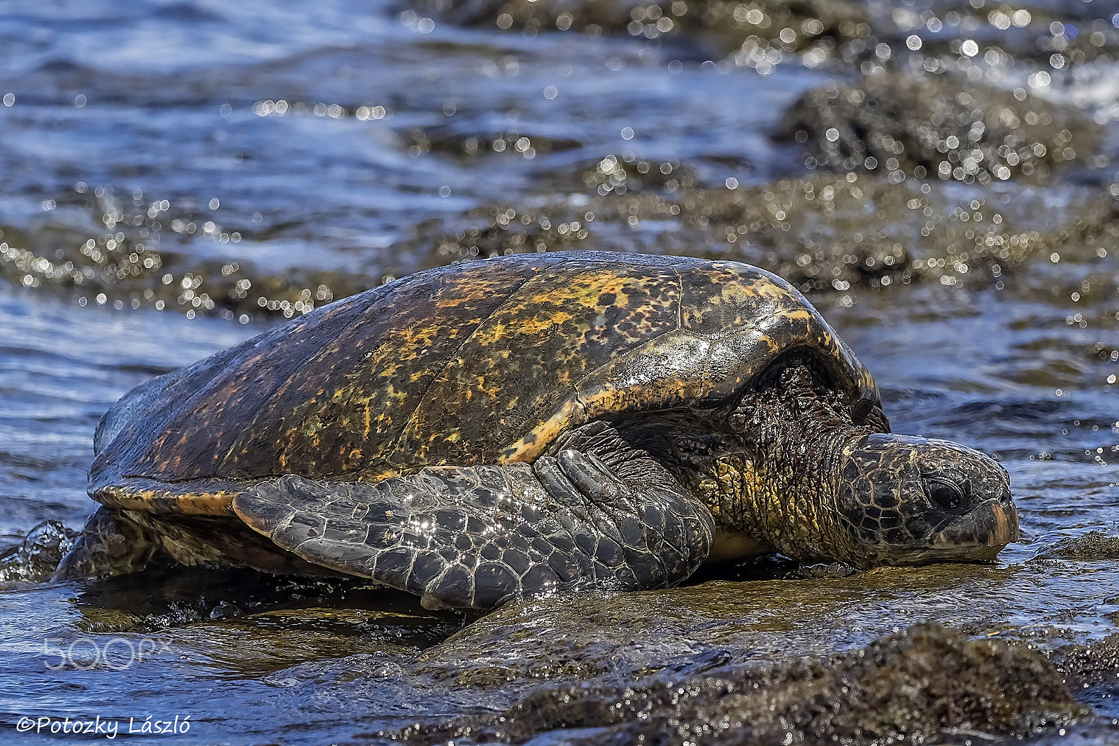 Olympus OM-D E-M1 + OLYMPUS M.300mm F4.0 sample photo. Honu photography
