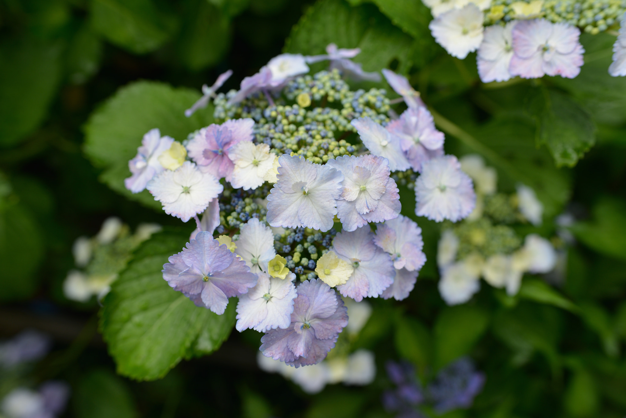 Nikon D800 + Nikon AF-S Nikkor 24mm F1.8G ED sample photo. Hydrangea photography