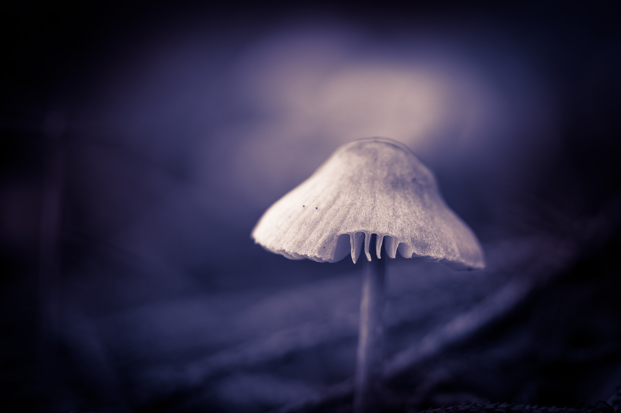 Tamron 18-270mm F3.5-6.3 Di II PZD sample photo. Pilz in fantasien photography