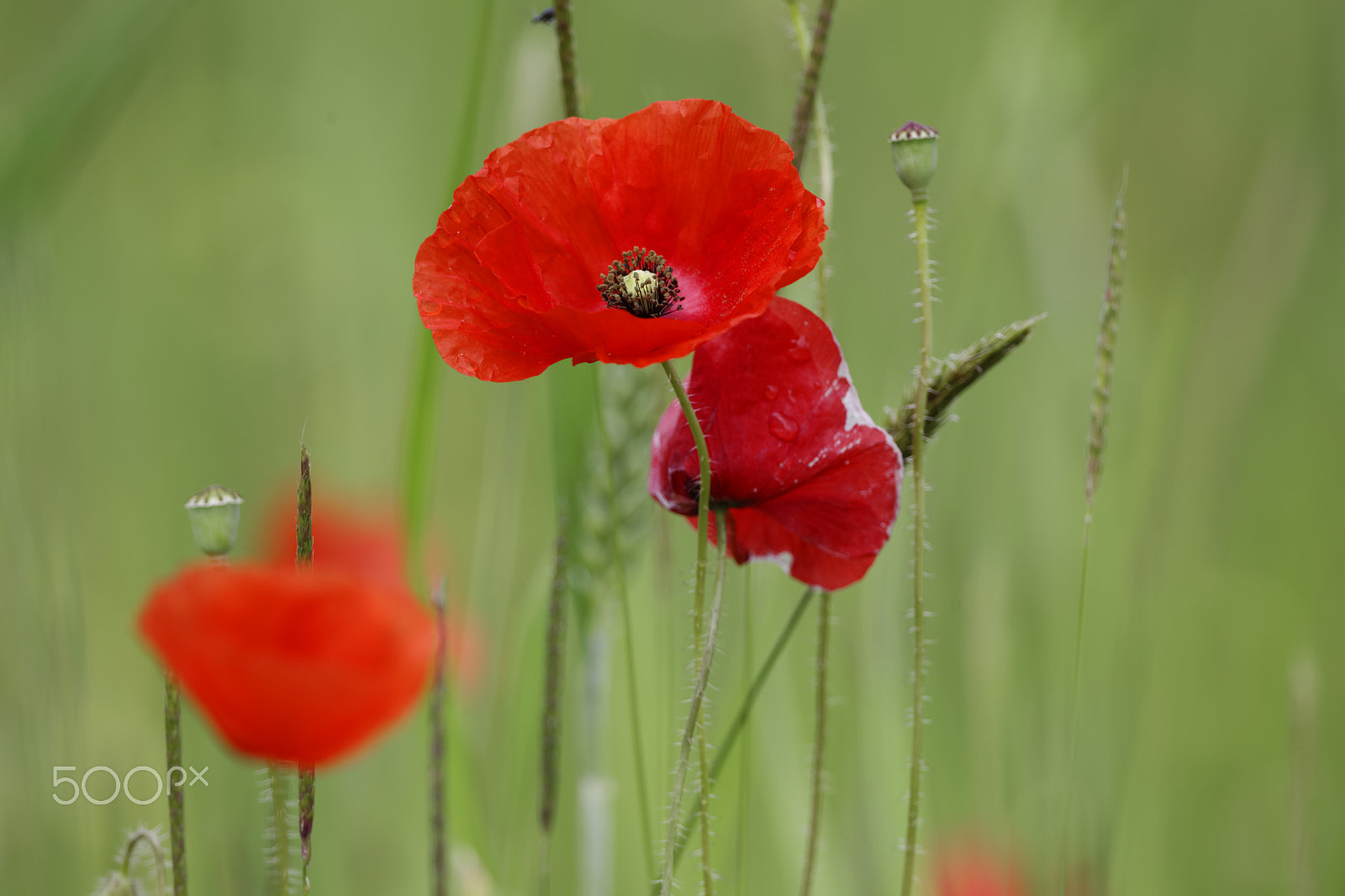 Canon EOS-1D Mark IV + Canon EF 800mm F5.6L IS USM sample photo. Red poppy photography