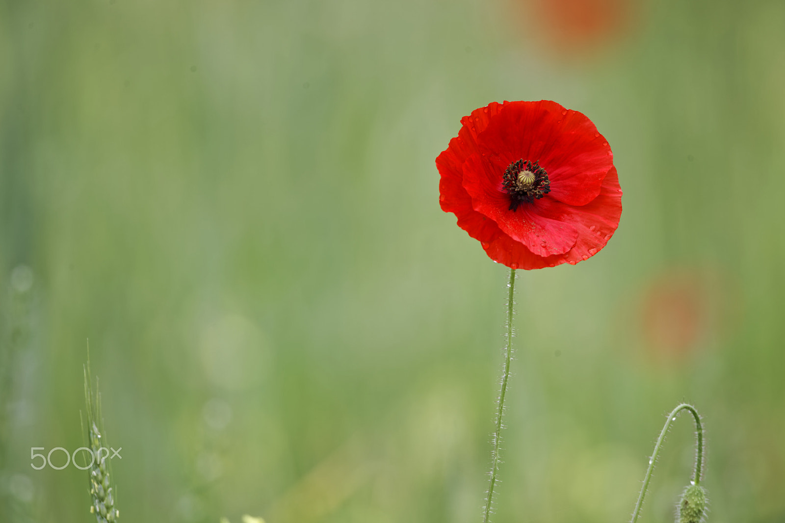 Canon EOS-1D Mark IV + Canon EF 800mm F5.6L IS USM sample photo. Red poppy photography