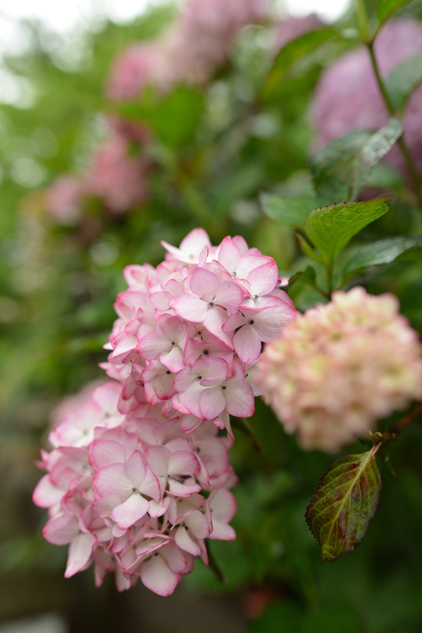 Nikon D800 + Nikon AF-S Nikkor 24mm F1.8G ED sample photo. Hydrangea photography