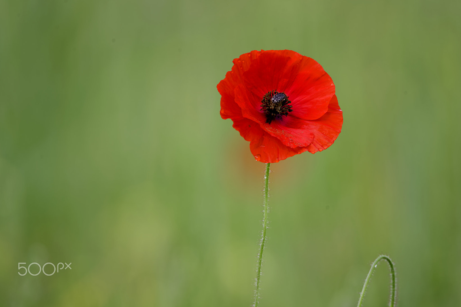 Canon EOS-1D Mark IV + Canon EF 800mm F5.6L IS USM sample photo. Red poppy photography