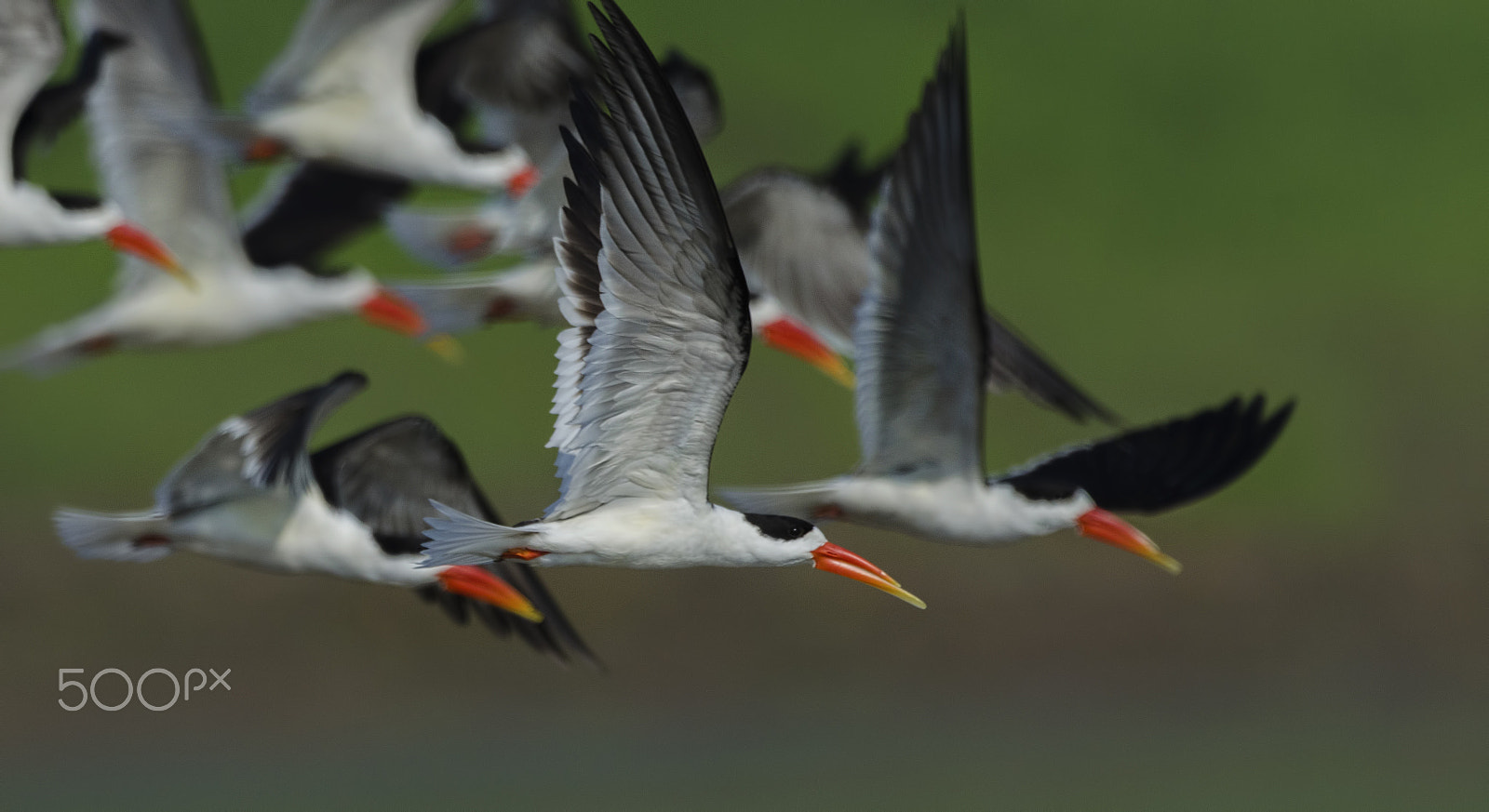 Nikon D7000 + Nikon AF-S Nikkor 500mm F4G ED VR sample photo. Indian skimmer photography