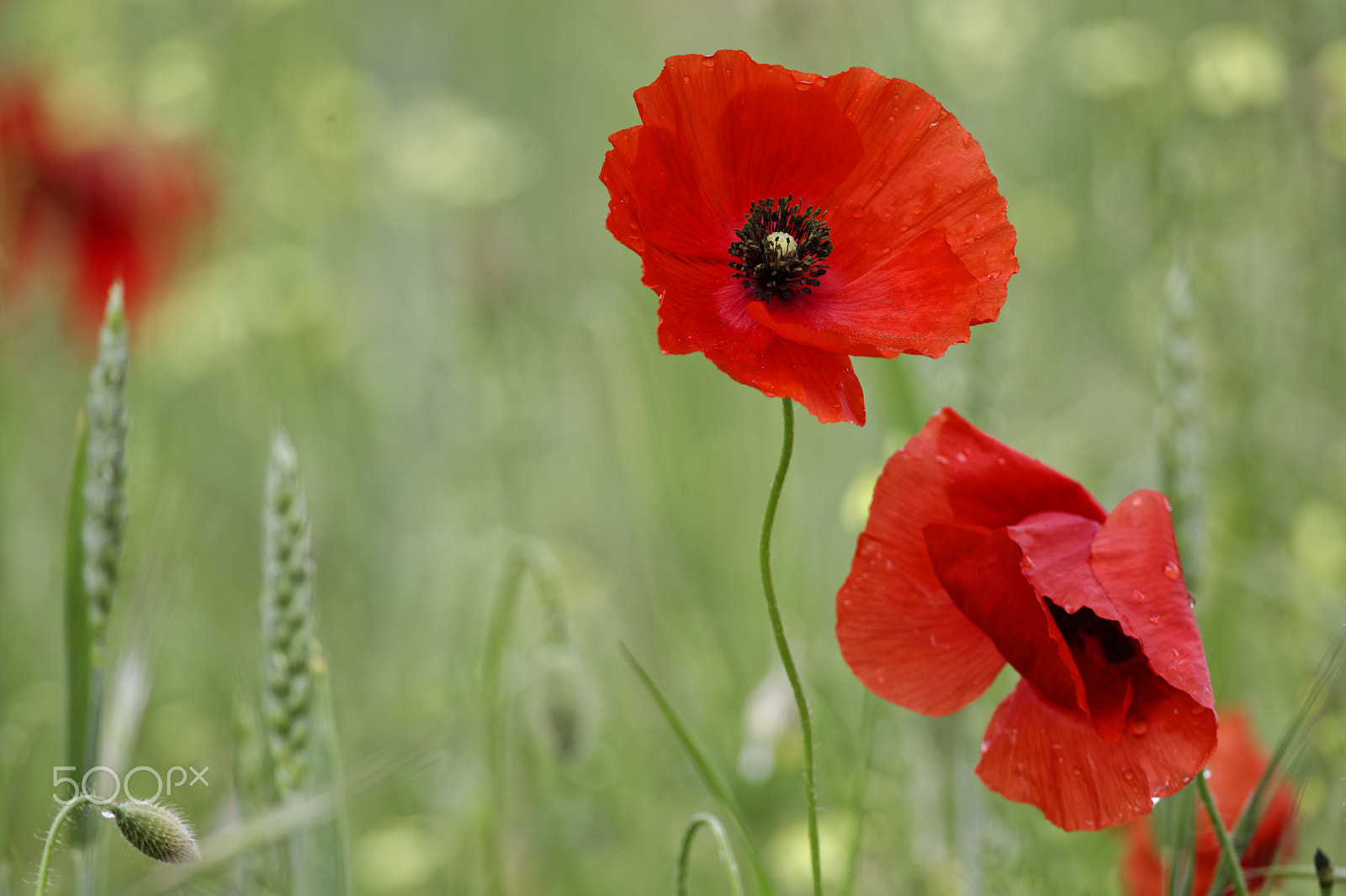 Canon EOS-1D Mark IV + Canon EF 800mm F5.6L IS USM sample photo. Red poppy photography