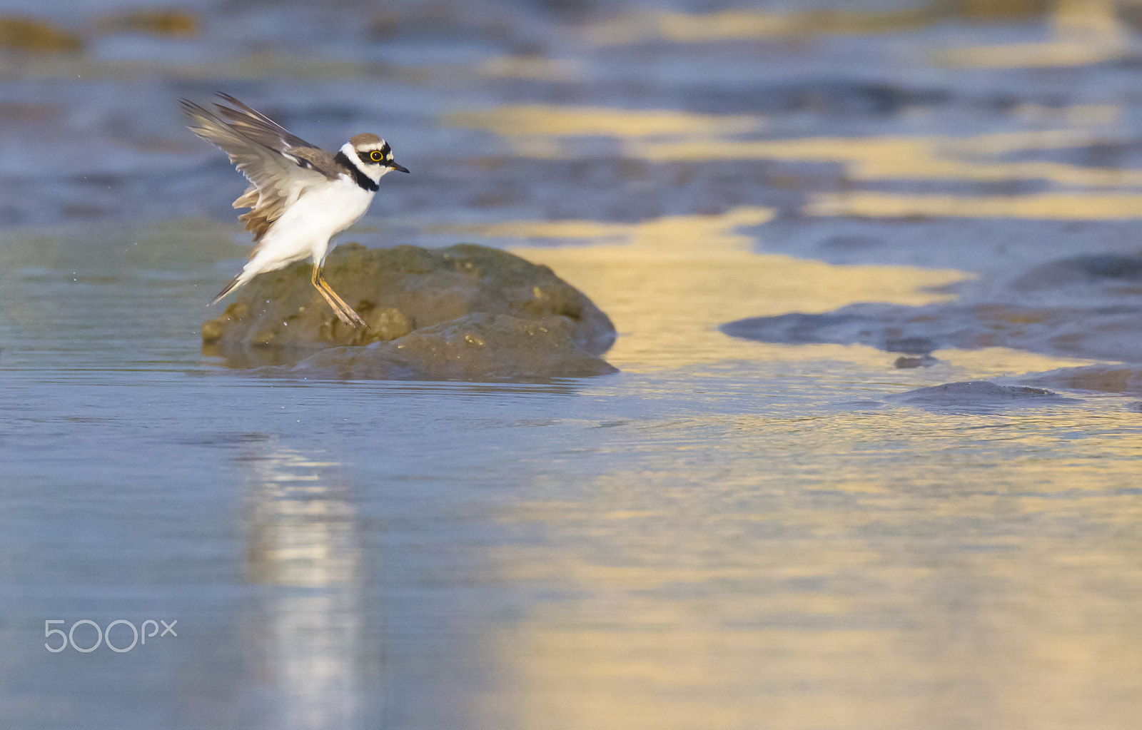 Canon EF 800mm F5.6L IS USM sample photo. After bathing photography