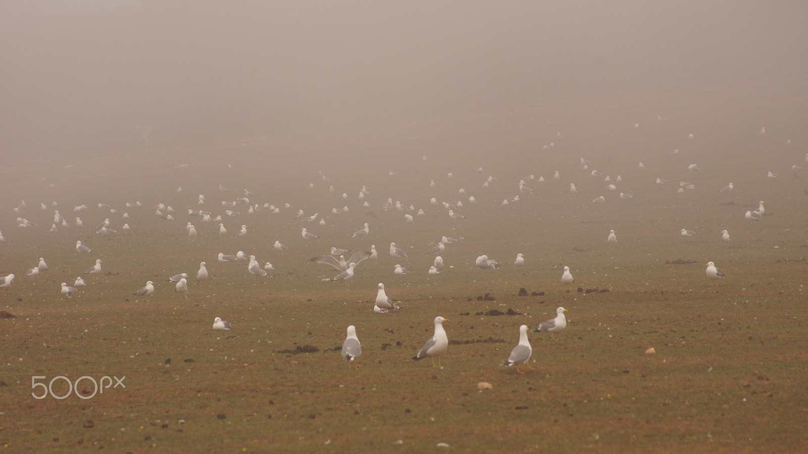 Sony DT 55-200mm F4-5.6 SAM sample photo. Birds in the fog photography
