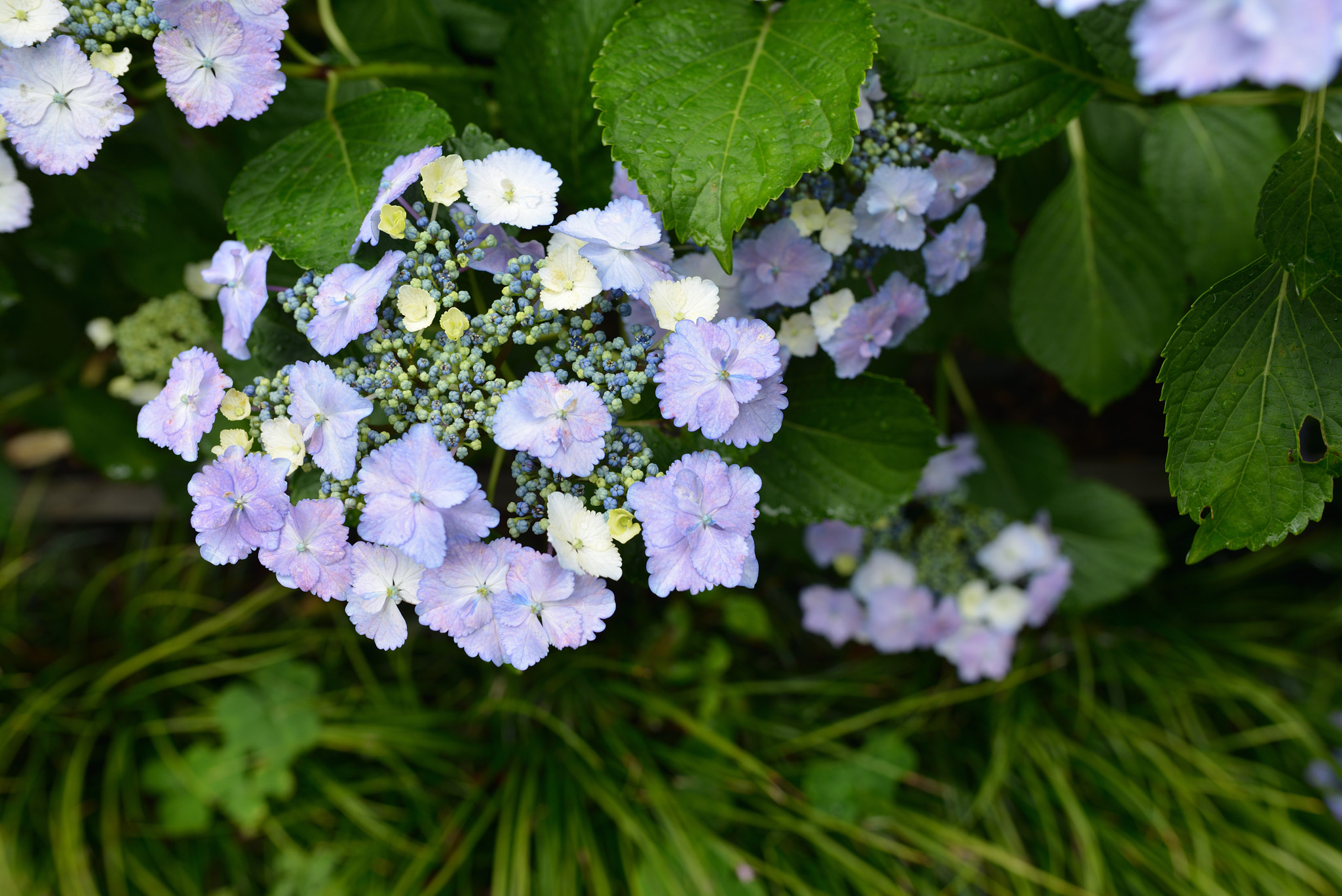 Nikon D800 + Nikon AF-S Nikkor 24mm F1.8G ED sample photo. Hydrangea photography