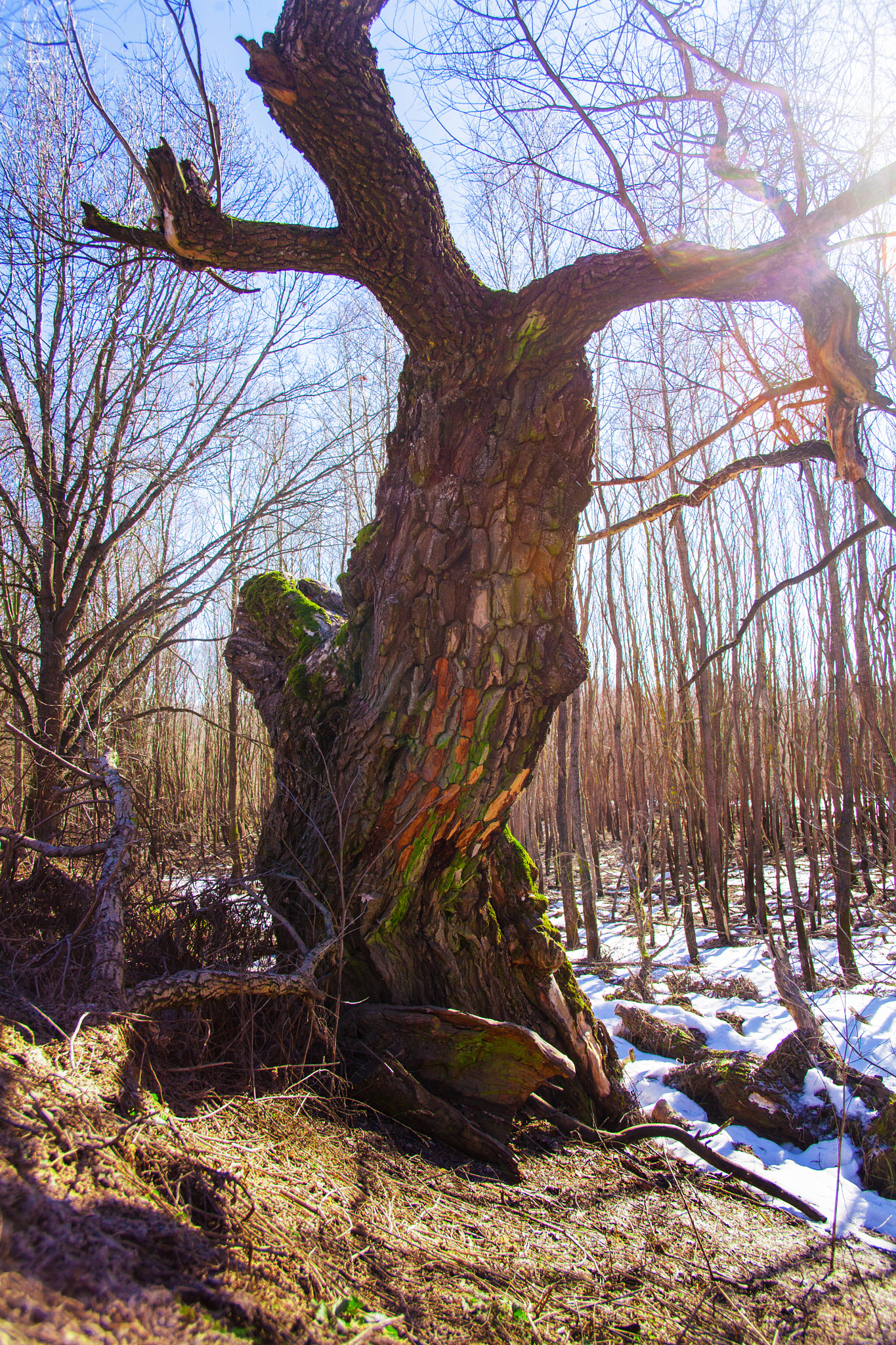 Canon EF 24-85mm F3.5-4.5 USM sample photo. Tree photography