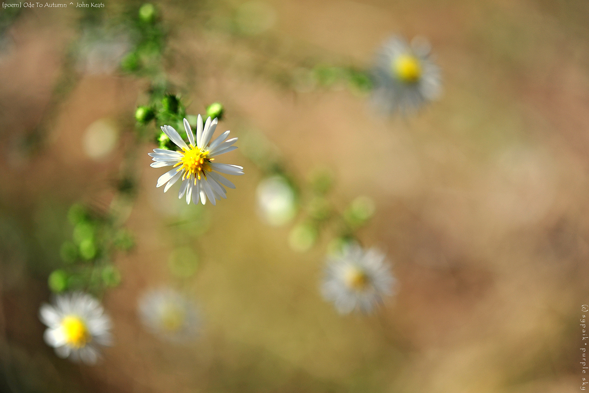 Nikon AF-S Micro-Nikkor 60mm F2.8G ED sample photo. Ode to autumn iii photography