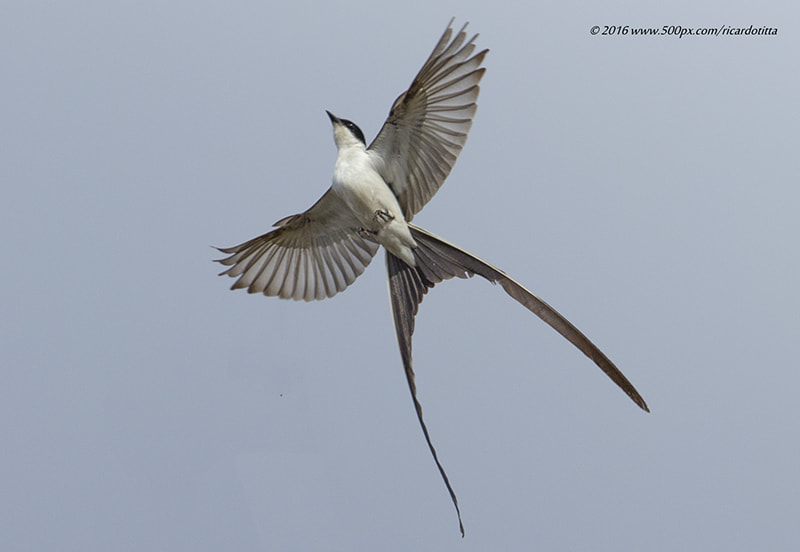 Canon EF 400mm F2.8L IS USM sample photo. Tesourinha photography