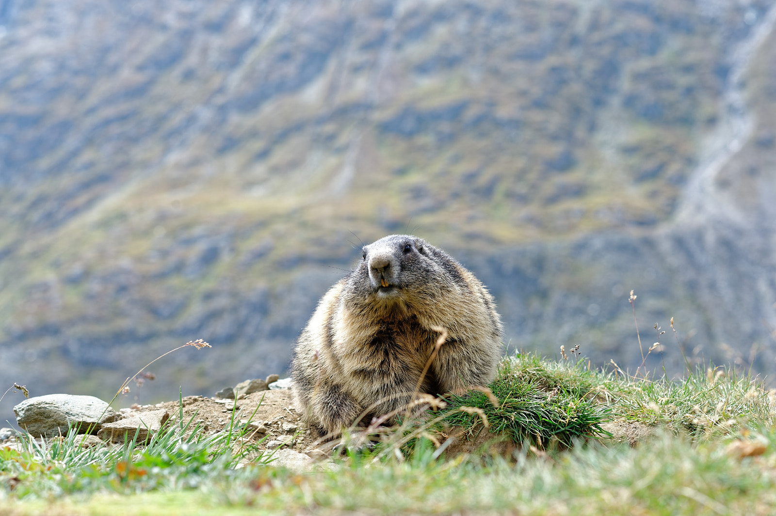 Nikon D4 + Nikon AF-S Nikkor 85mm F1.4G sample photo. Alpine marmot photography