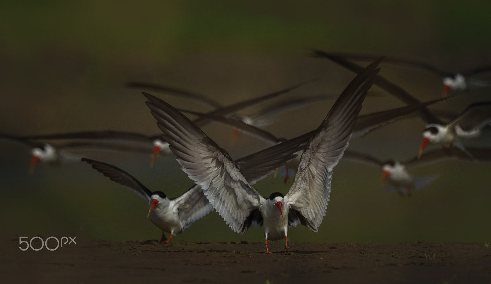 Nikon D7000 + Nikon AF-S Nikkor 500mm F4G ED VR sample photo. Indian skimmer photography