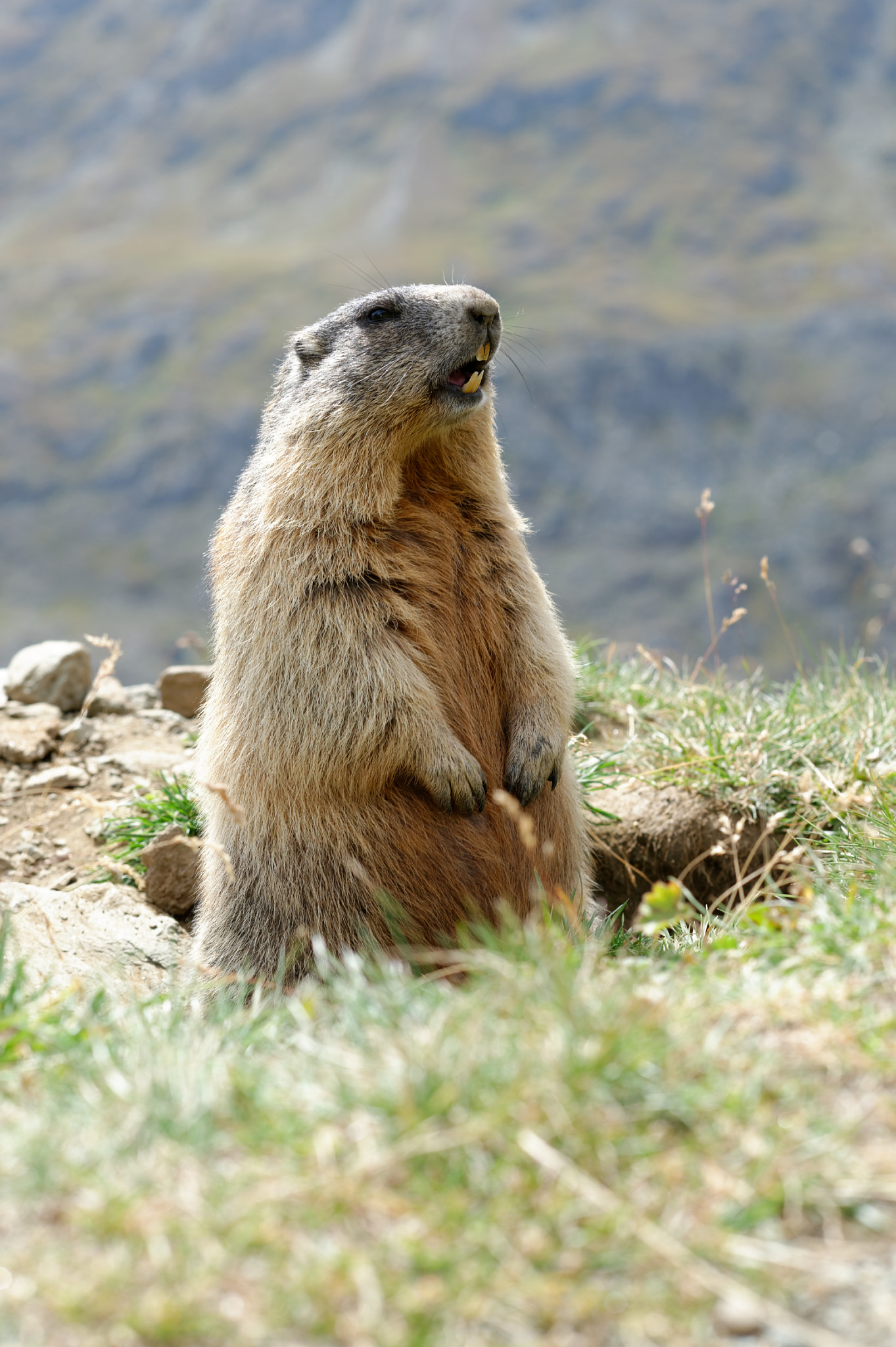 Nikon D4 + Nikon AF-S Nikkor 85mm F1.4G sample photo. Alpine marmot photography