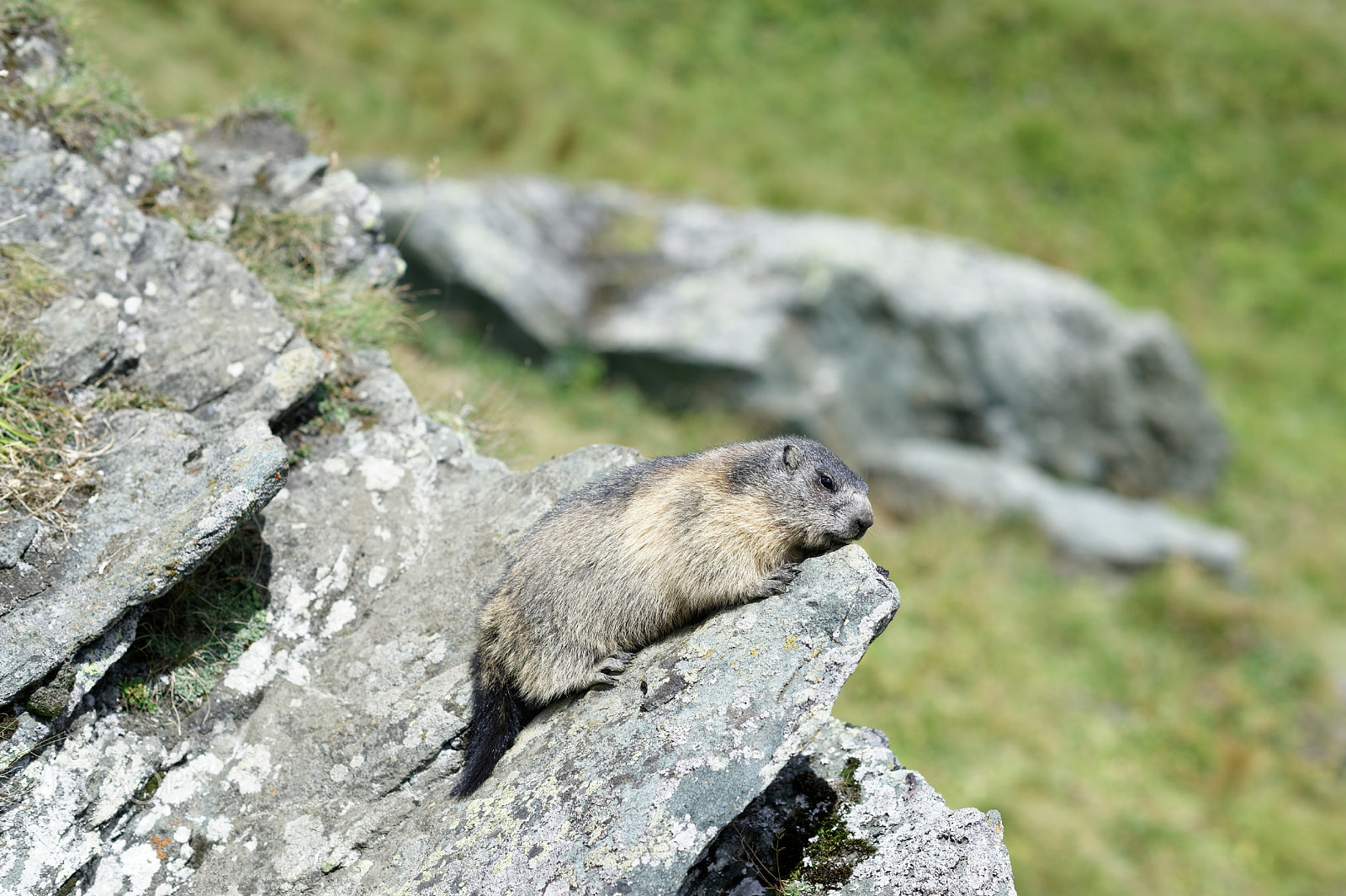 Nikon D4 + Nikon AF-S Nikkor 85mm F1.4G sample photo. Alpine marmot - young photography
