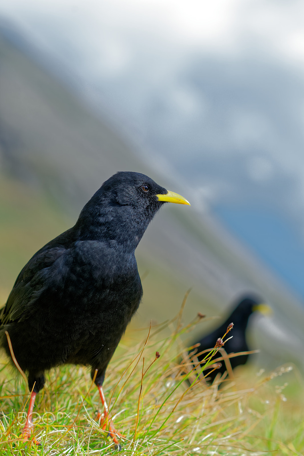 Nikon D4 + Nikon AF-S Nikkor 85mm F1.4G sample photo. Gracchio alpino - alpine chough photography