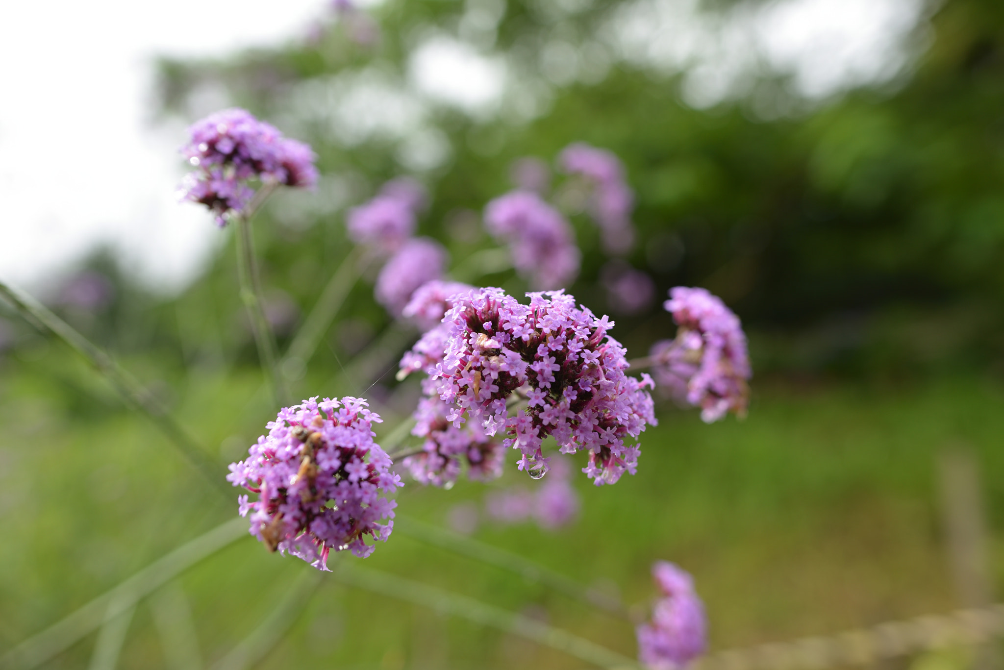 Nikon D800 + Nikon AF-S Nikkor 24mm F1.8G ED sample photo. Flower photography