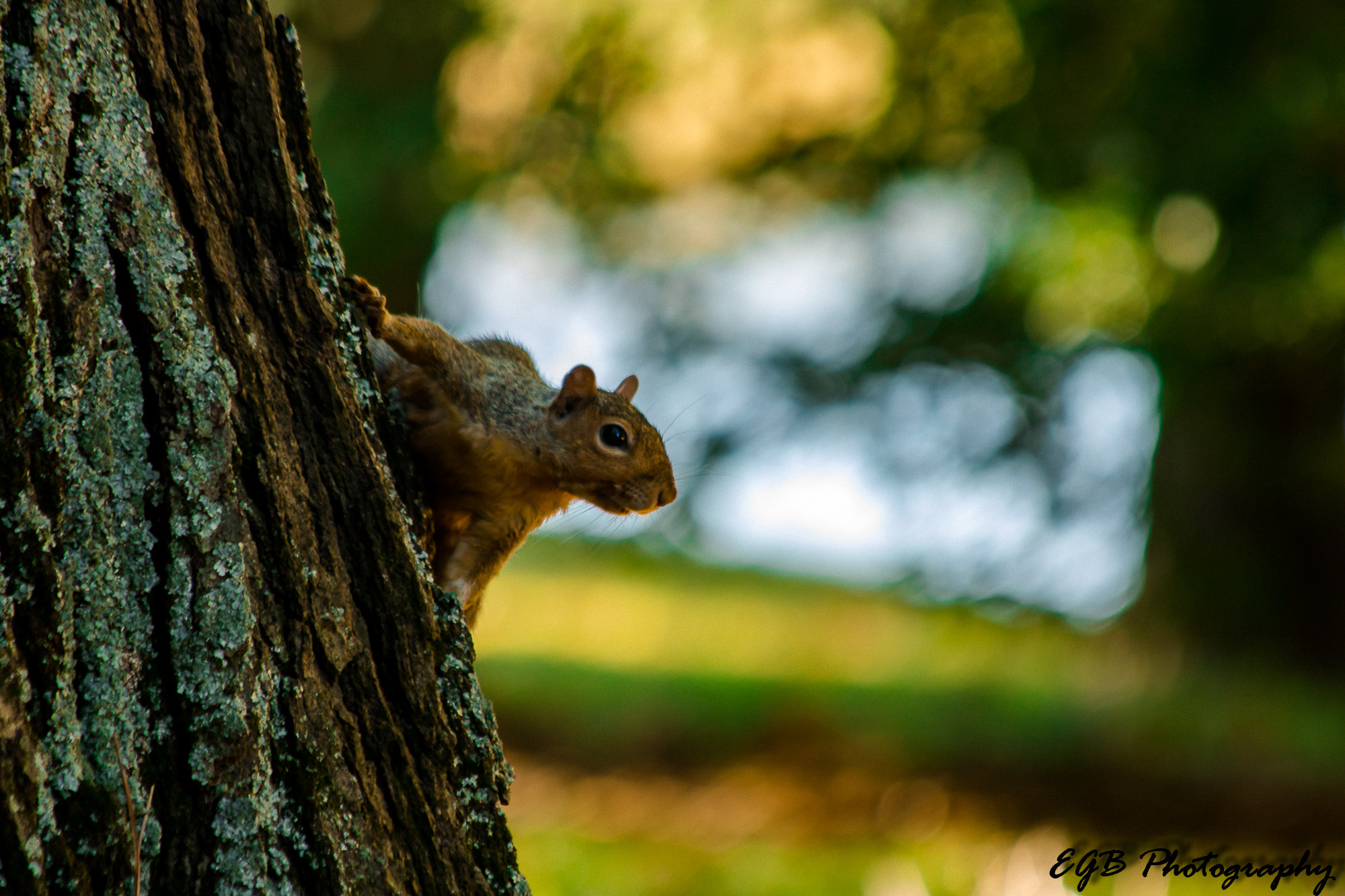 Canon EF 70-300mm F4-5.6 IS USM sample photo. My little friend photography