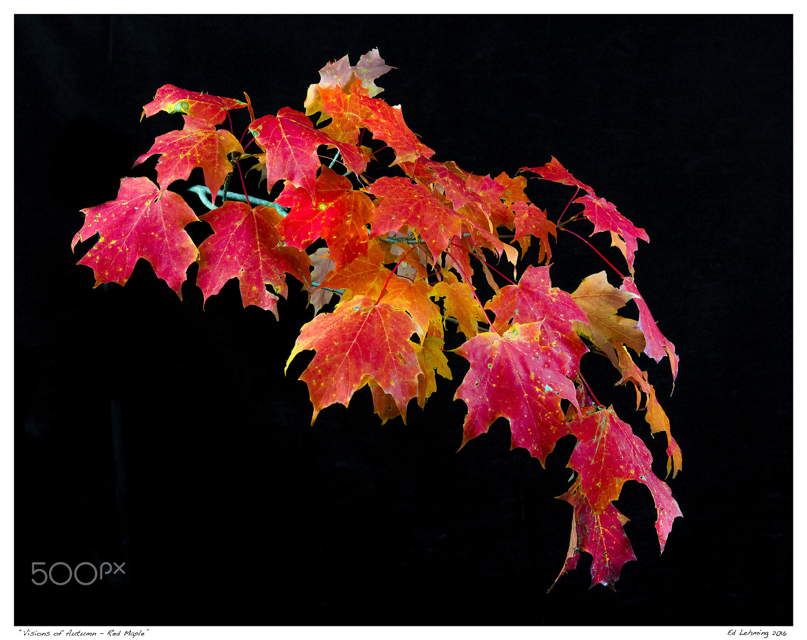 AF Zoom-Nikkor 28-70mm f/3.5-4.5D sample photo. Visions of autumn - red maple photography