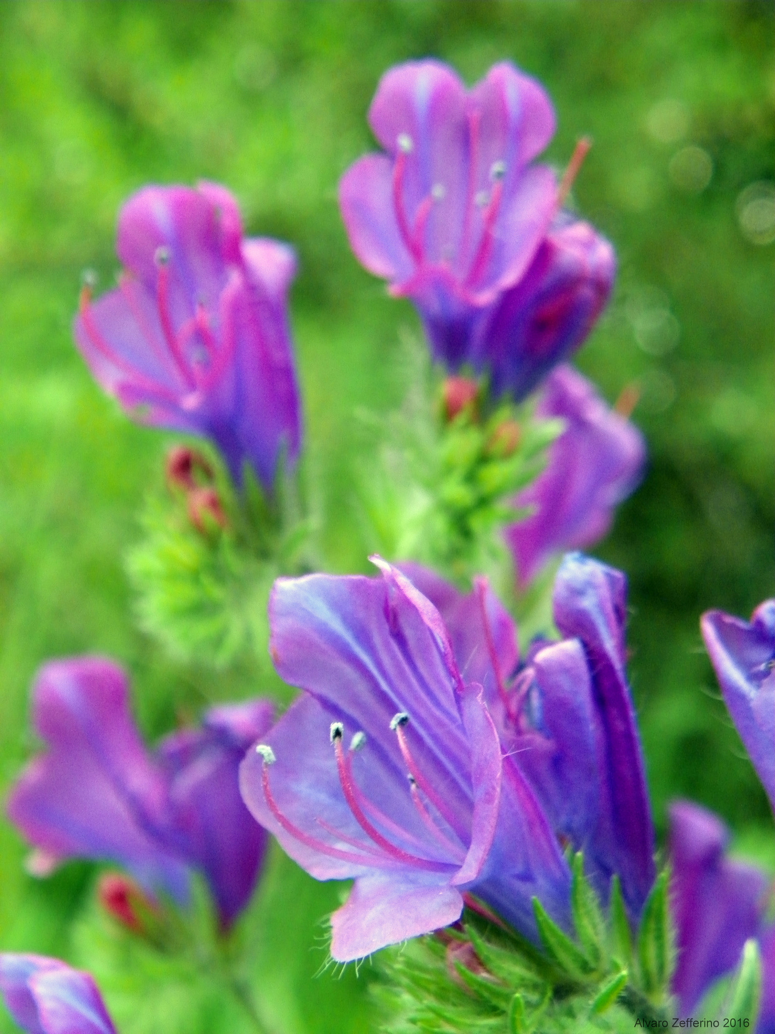 Kodak EasyShare Z981 sample photo. Flores violetas y hierba verde photography
