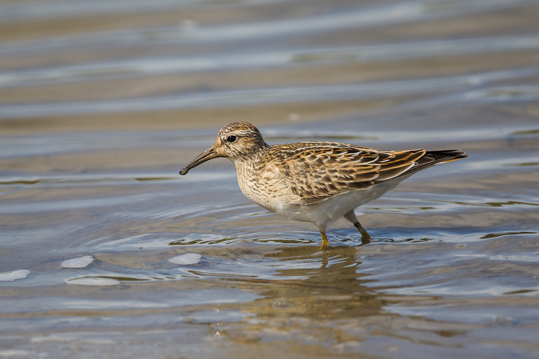 Canon EF 500mm F4L IS USM sample photo. Muddy face photography